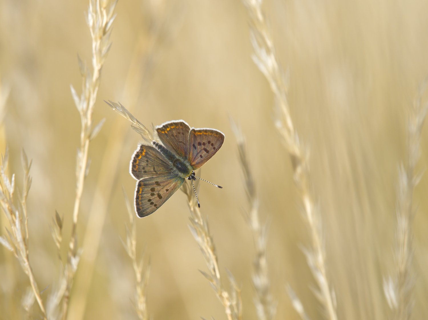 Falter im Gras