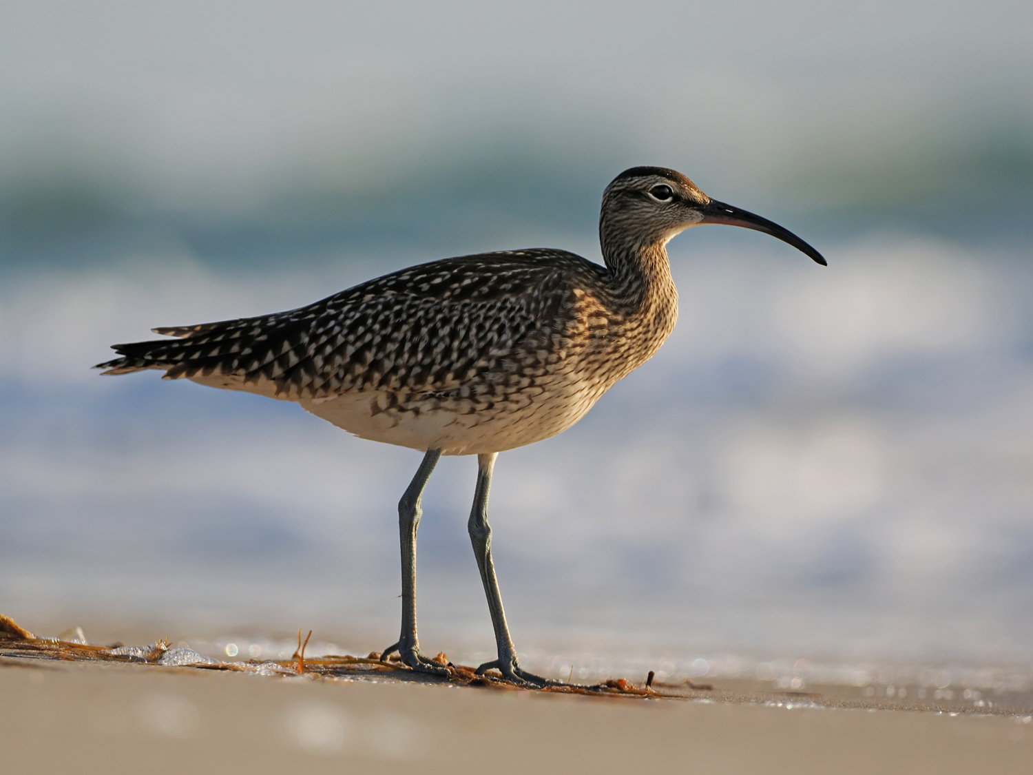 Regenbrachvogel