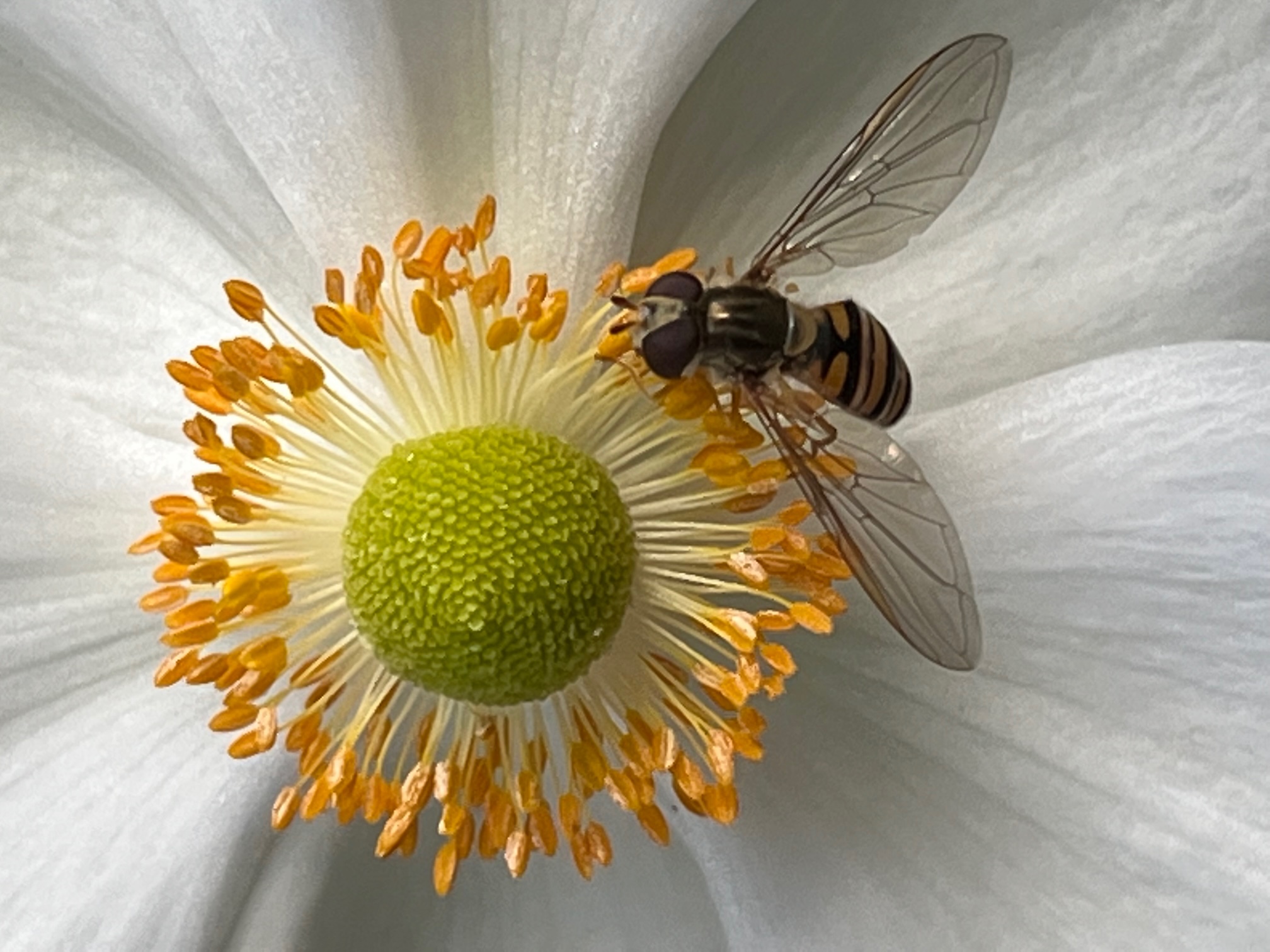 Schwebfliege auf kleiner Blüte