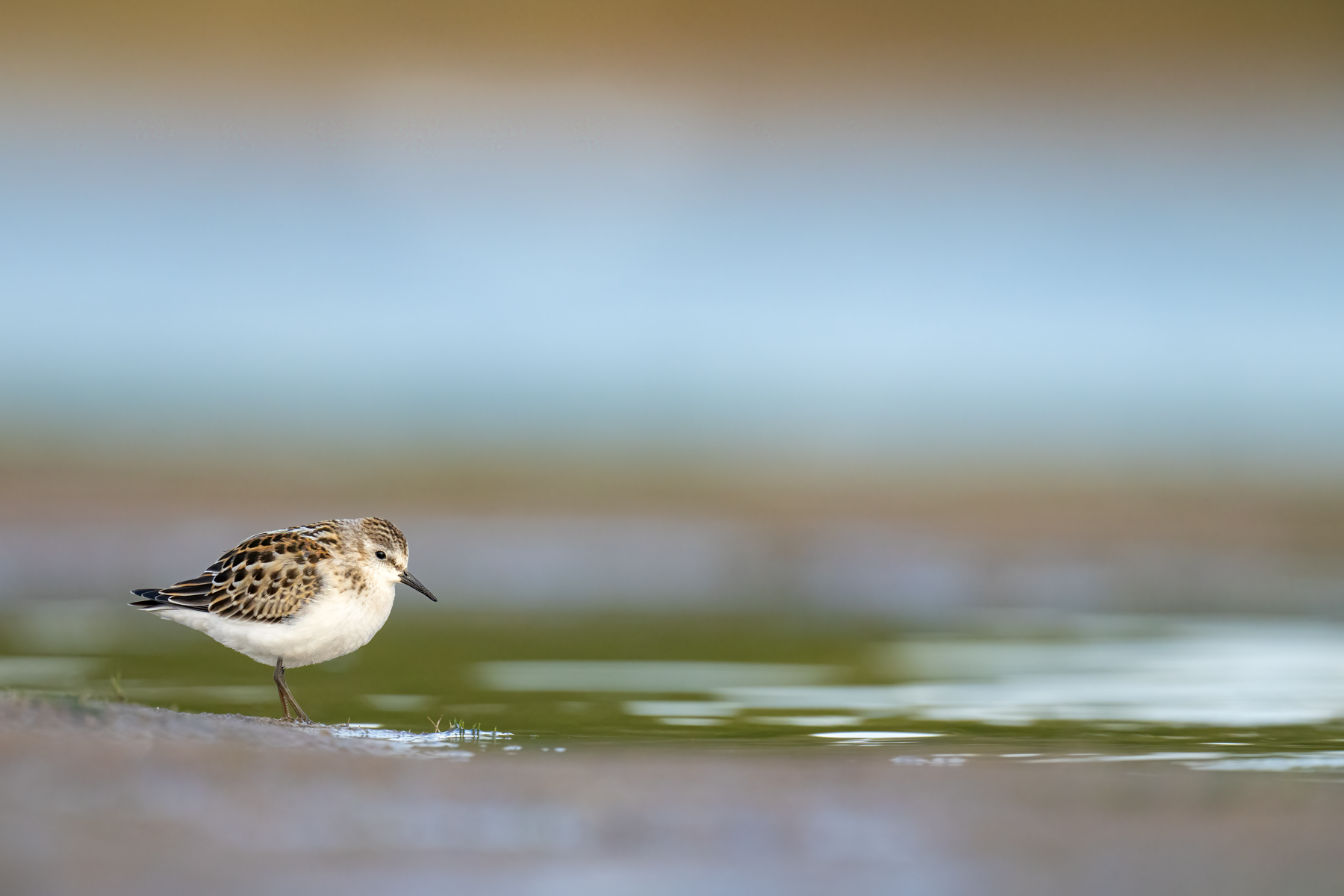 Zwergstrandläufer - Seine Winzigkeit