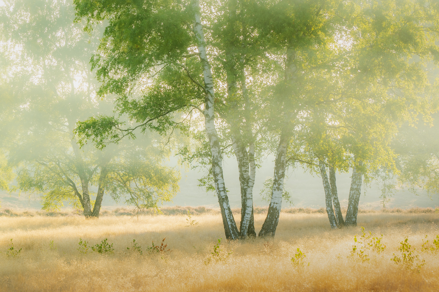 Heide #2