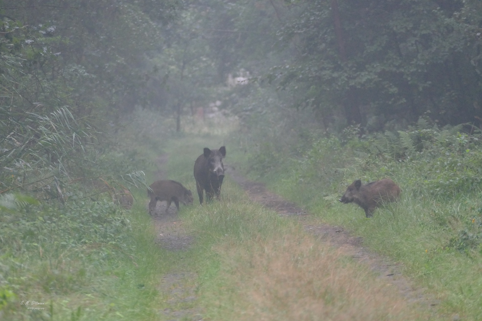 Frühnebel im Wald