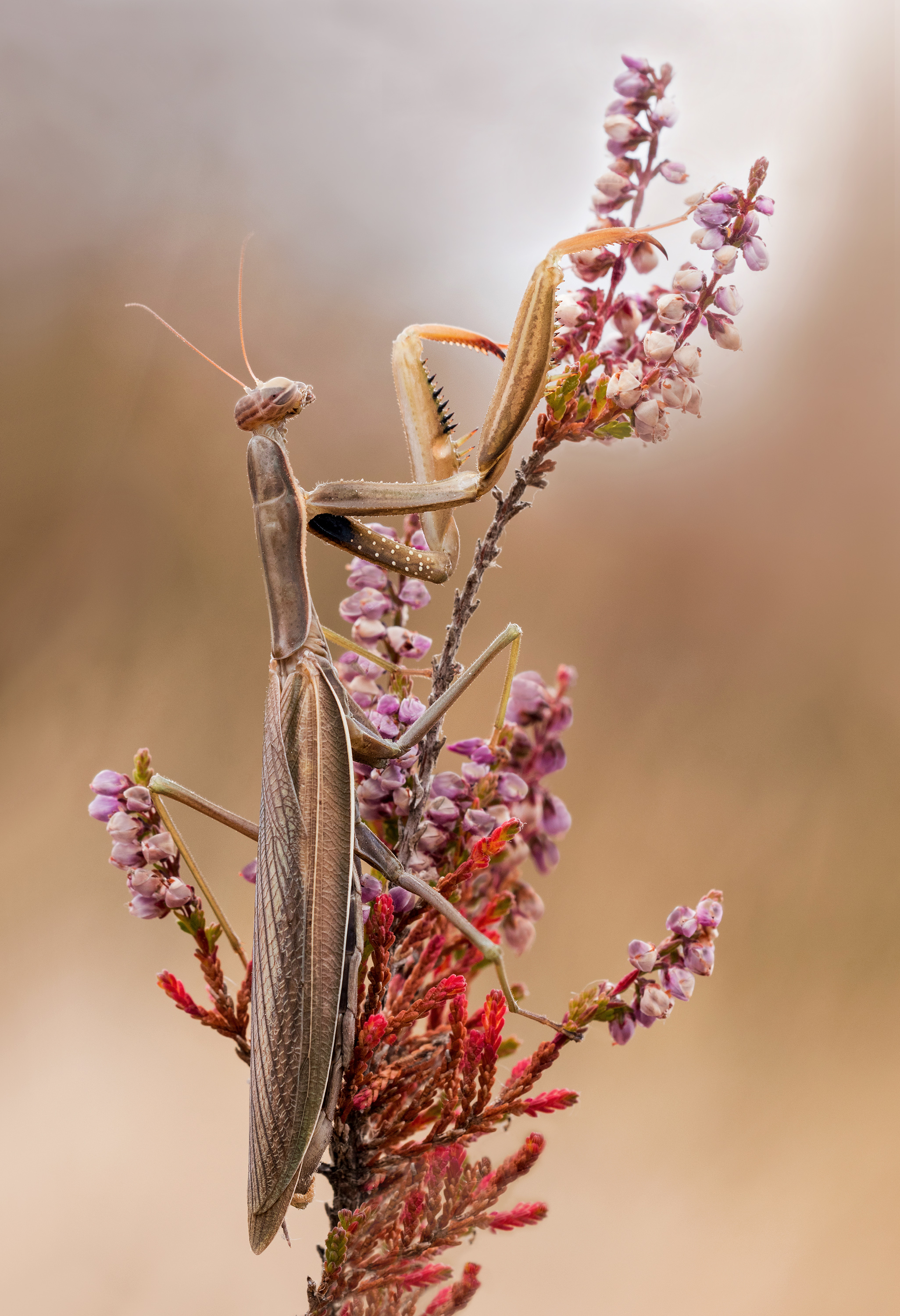 Mantis religiosa,braun.....