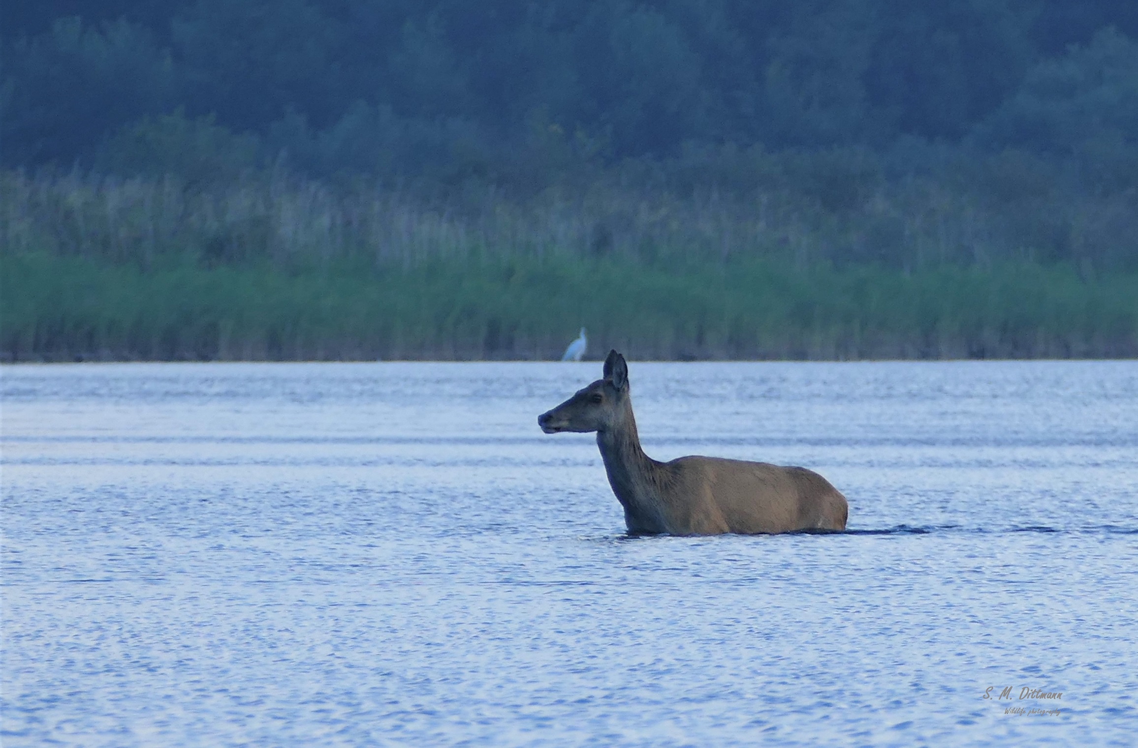 Vom Beihirsch gejagt