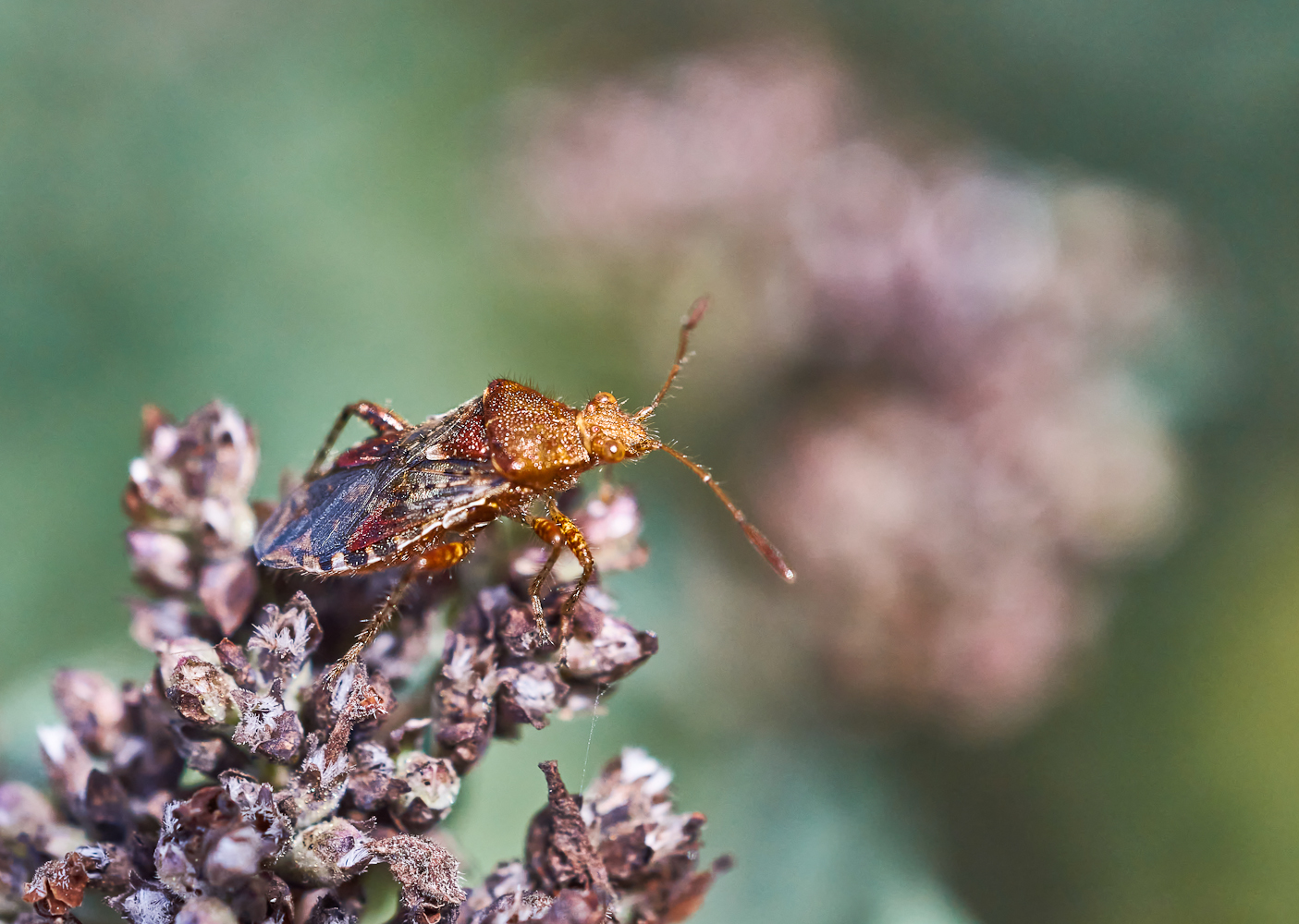 Rhopalus subrufus