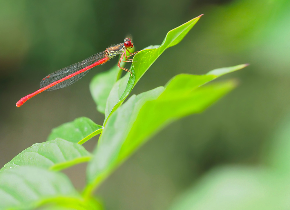 Späte Adonislibelle (Ceriagrion tenellum)