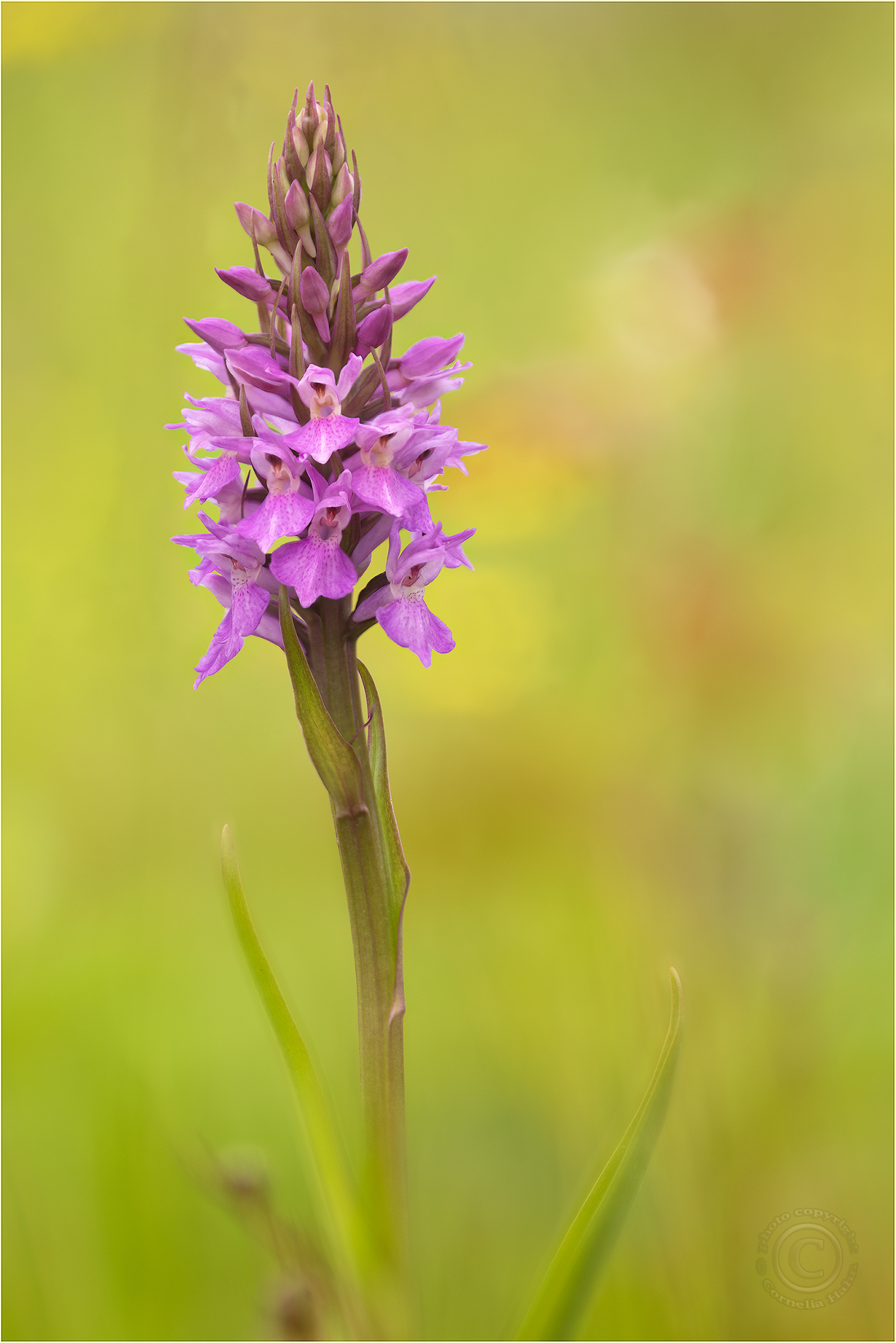 Übersehene Fingerwurz (Dactylorhiza praetermissa)