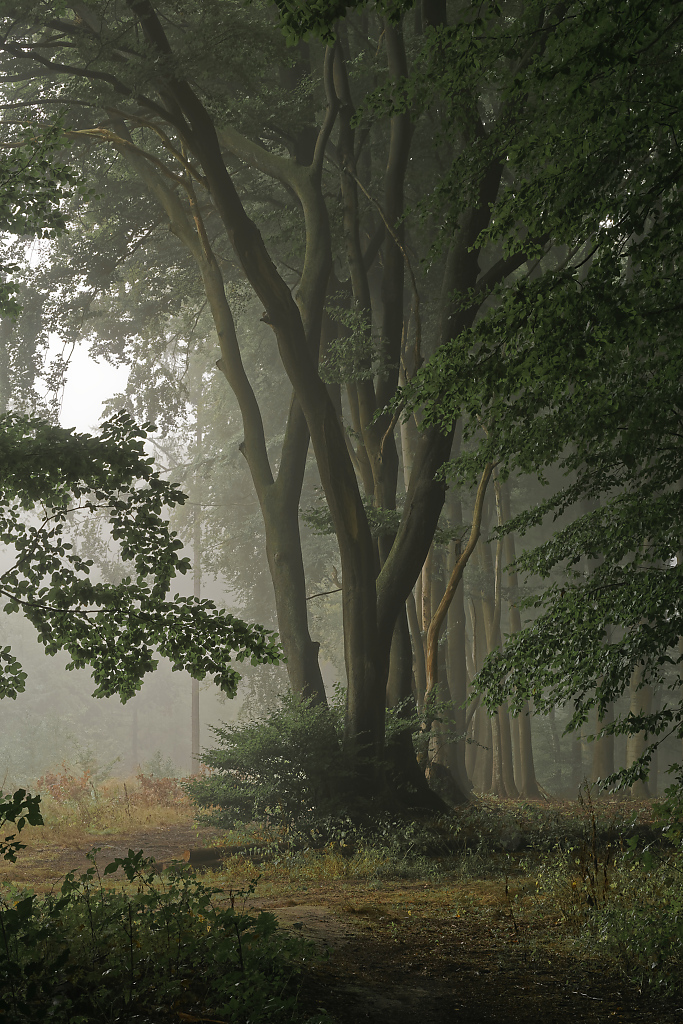 Nebelwald
