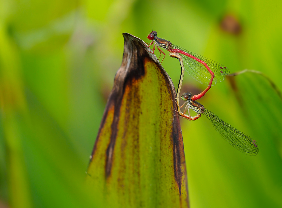 Späte Adonislibelle (Ceriagrion tenellum) Paarung