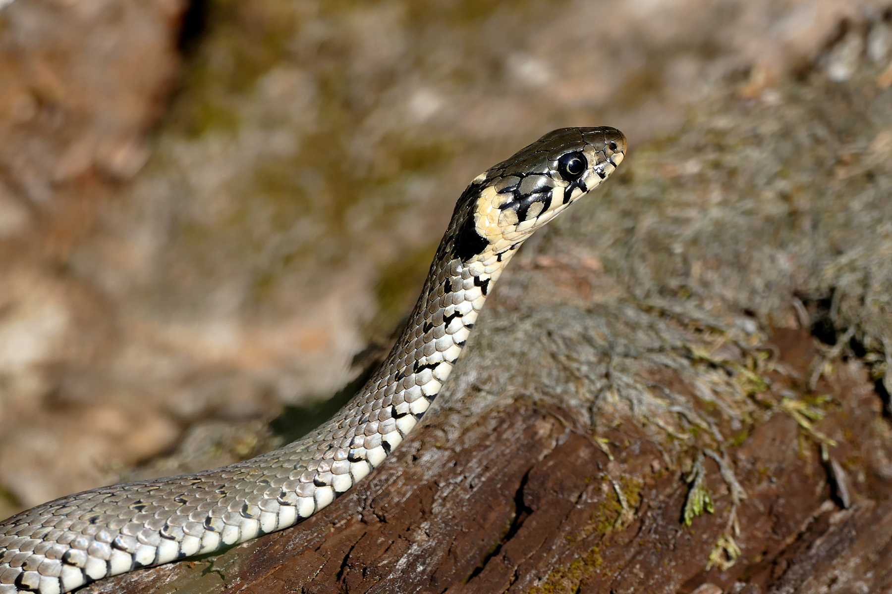 Ringelnatter Forum F r Naturfotografen Ringelnatter Forum F r Naturfotografen