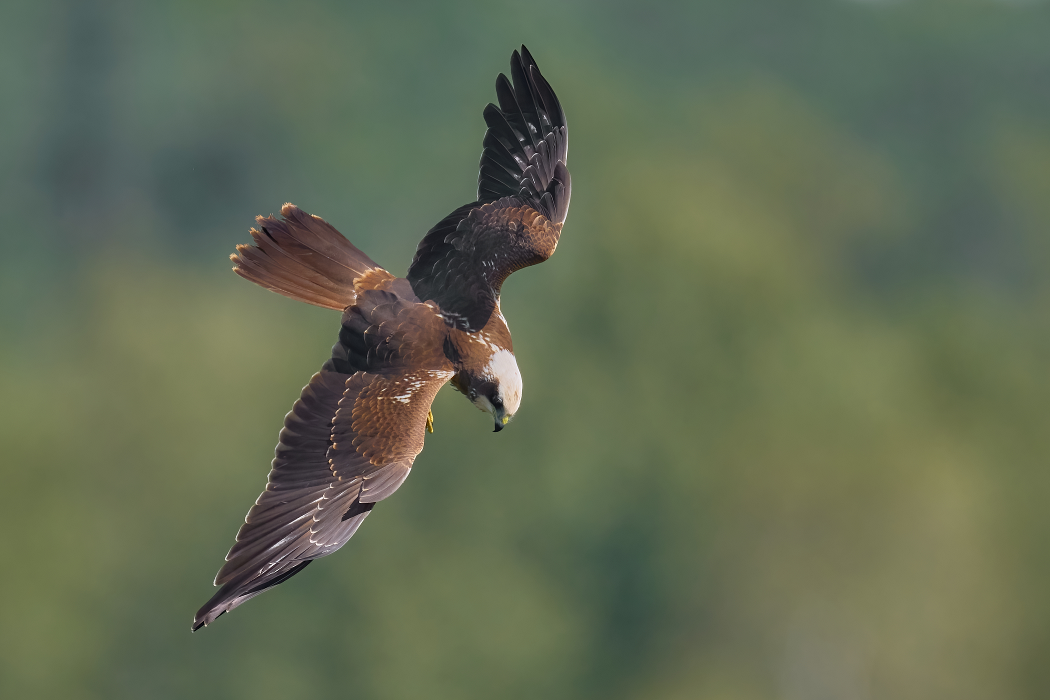 Rohrweihe (Männlich) im Jagdflug