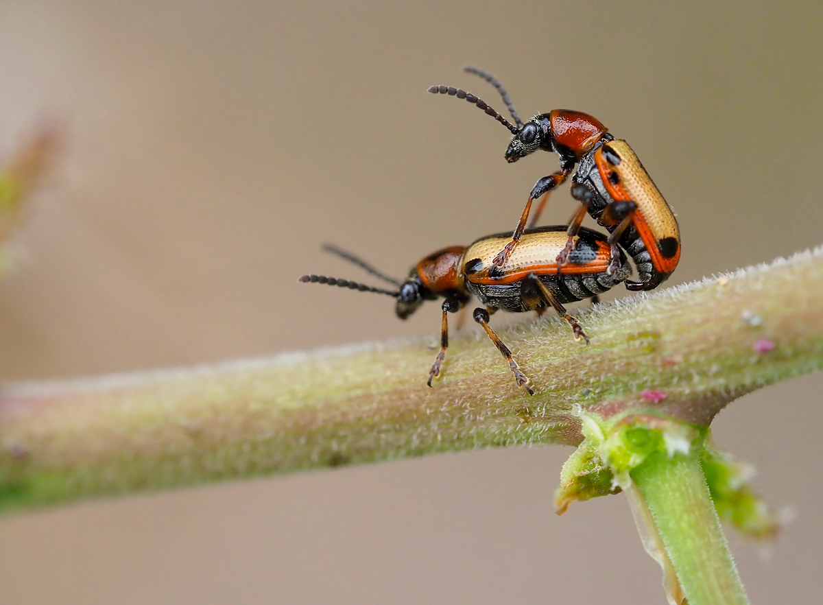 Crioceris paracenthesis
