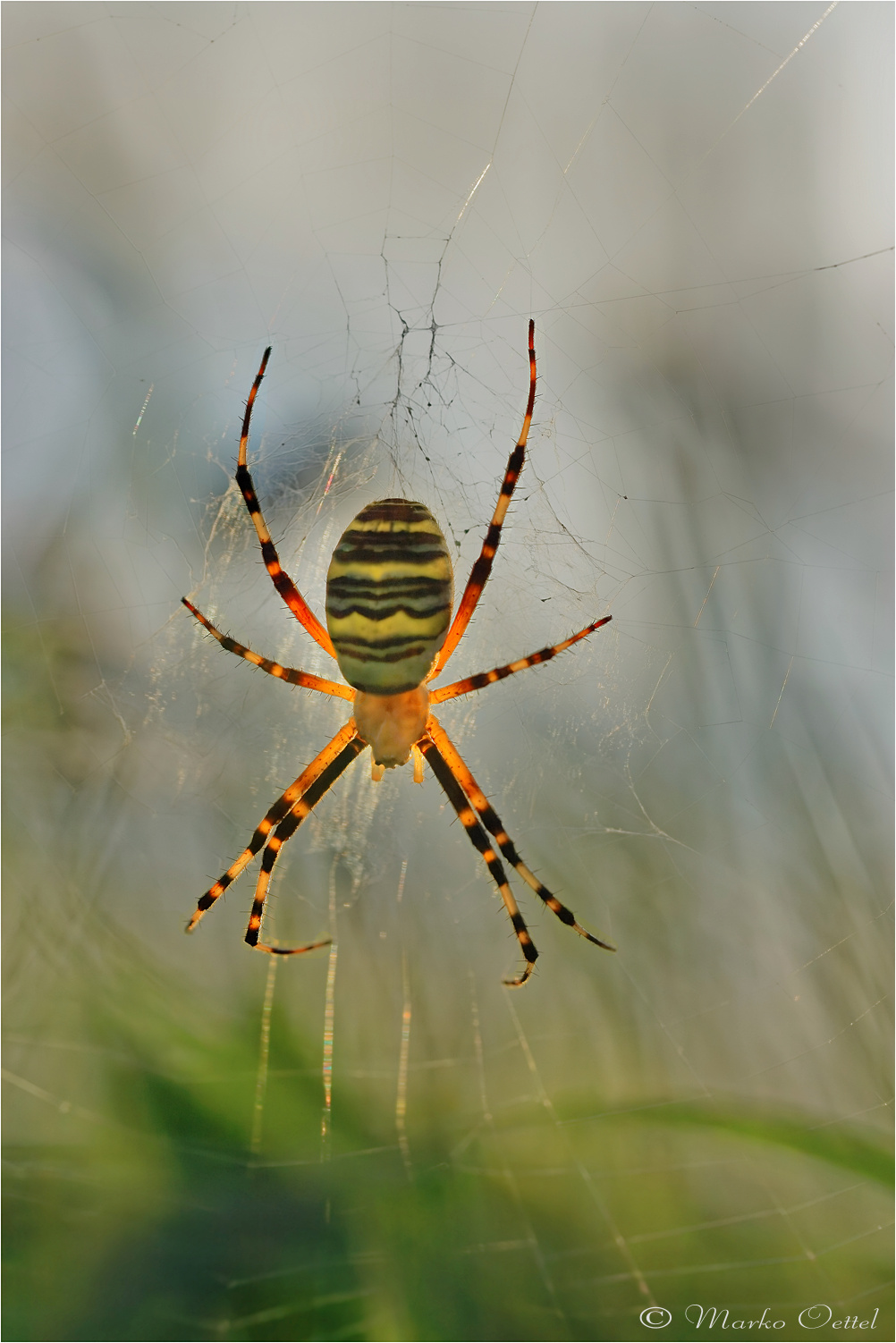 Wespenspinne (Argiope bruennichi)