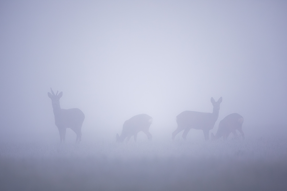 im dichten Bodennebel