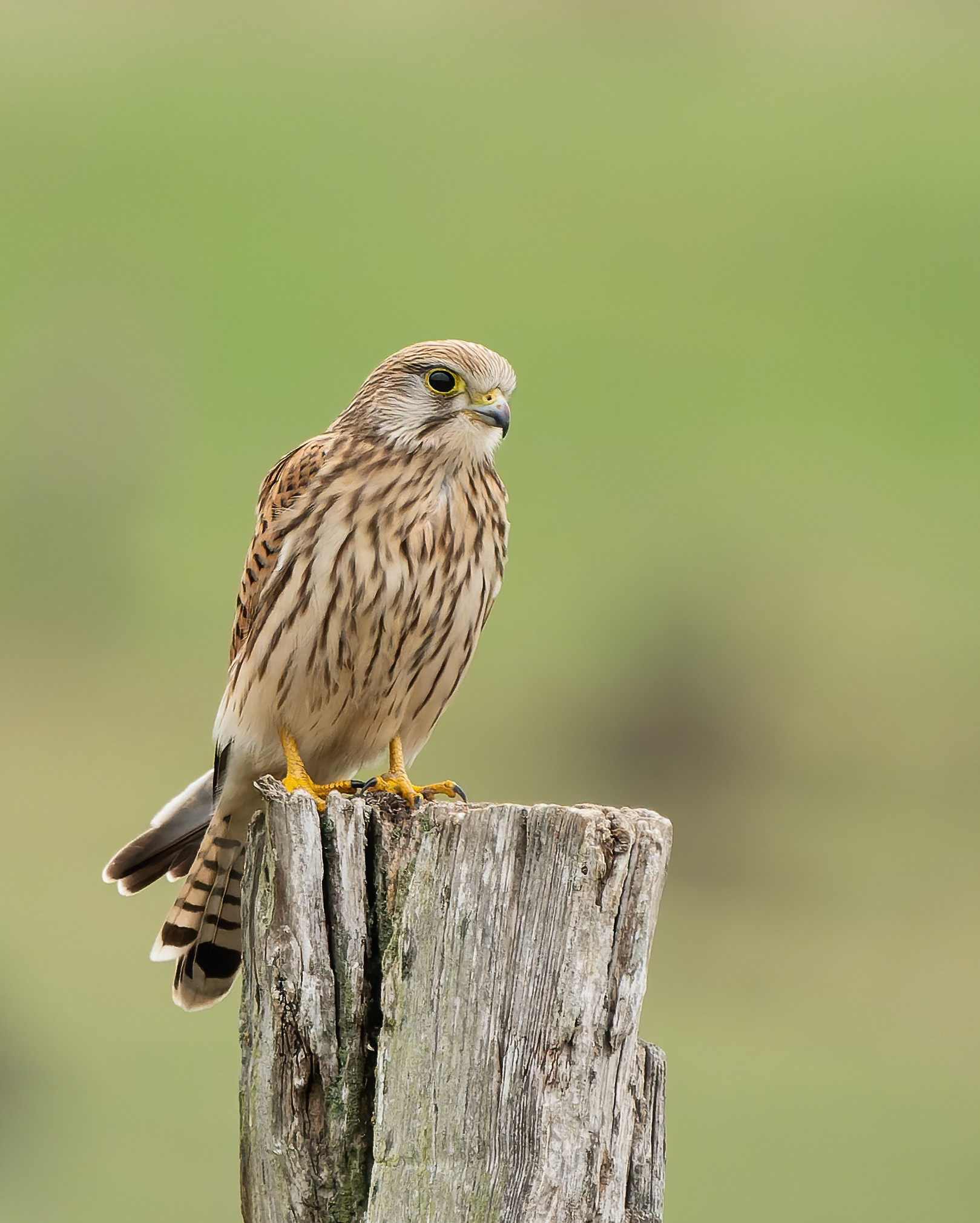 Turmfalke