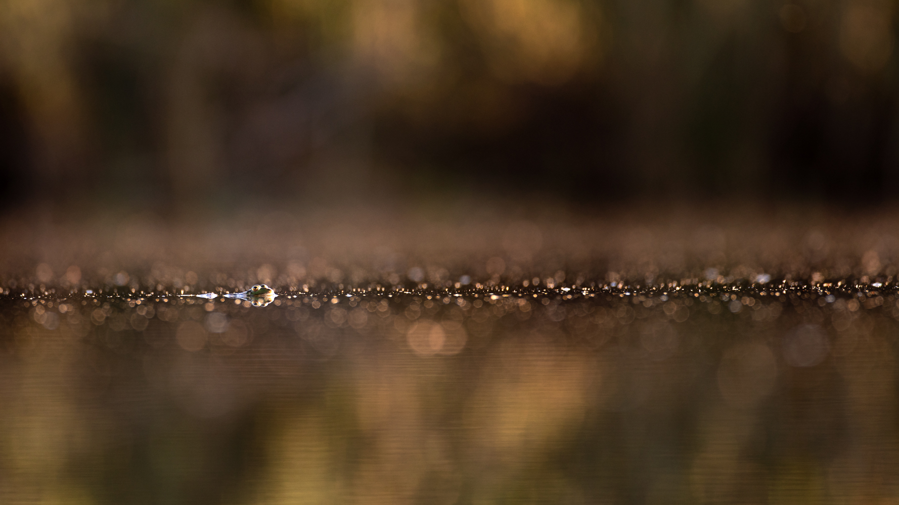 Frosch im Lichtermeer