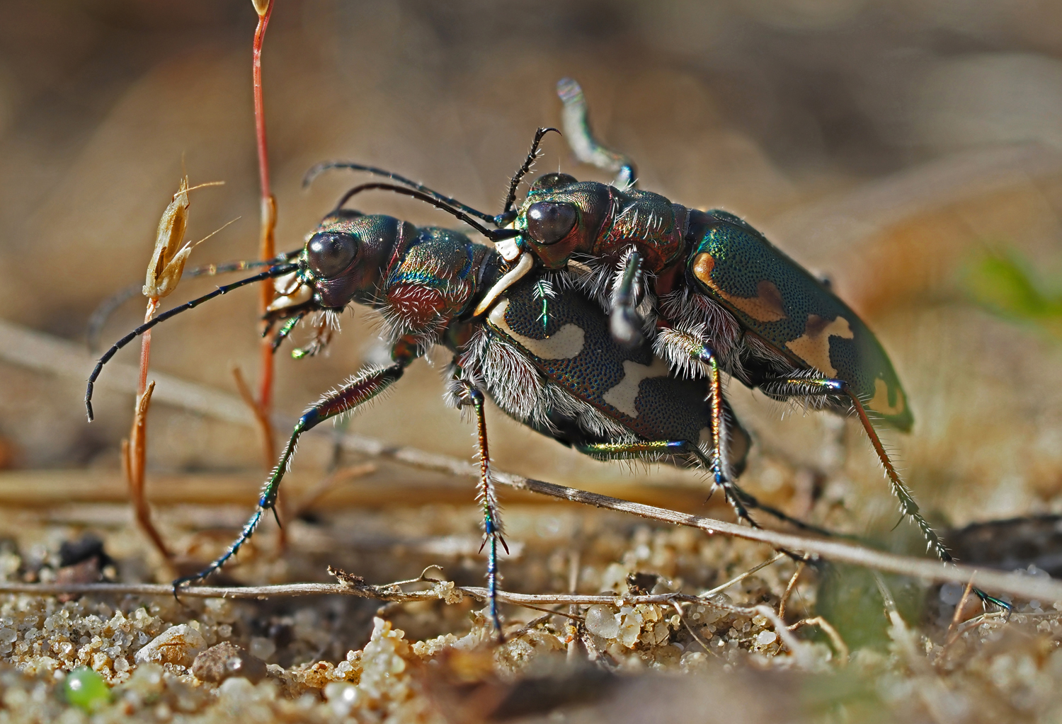 Sandlaufkäfer (Cicindela hybrida)