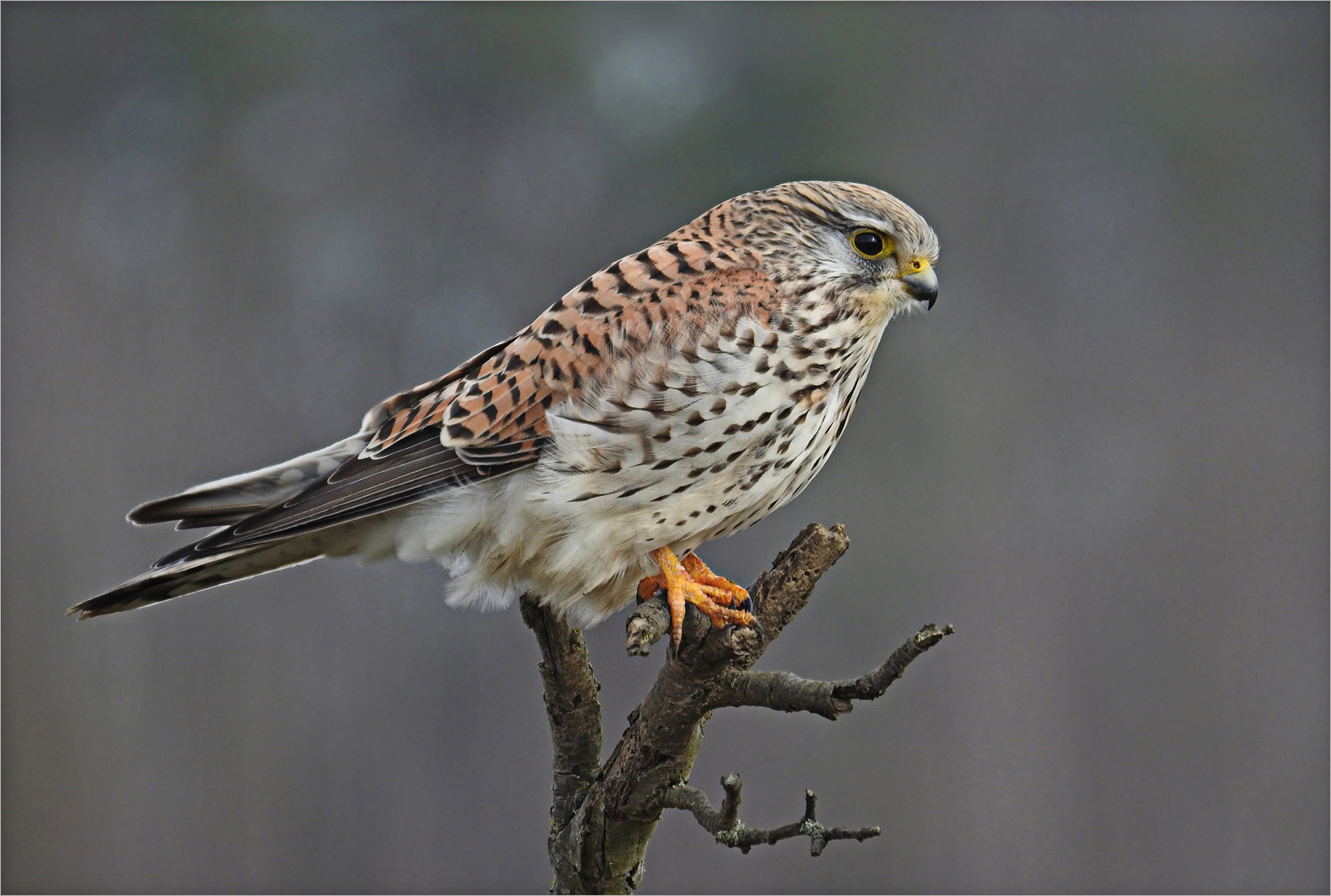 Turmfalke