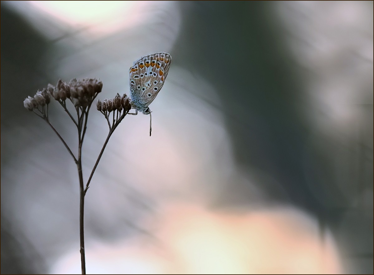 *Morgenblau*