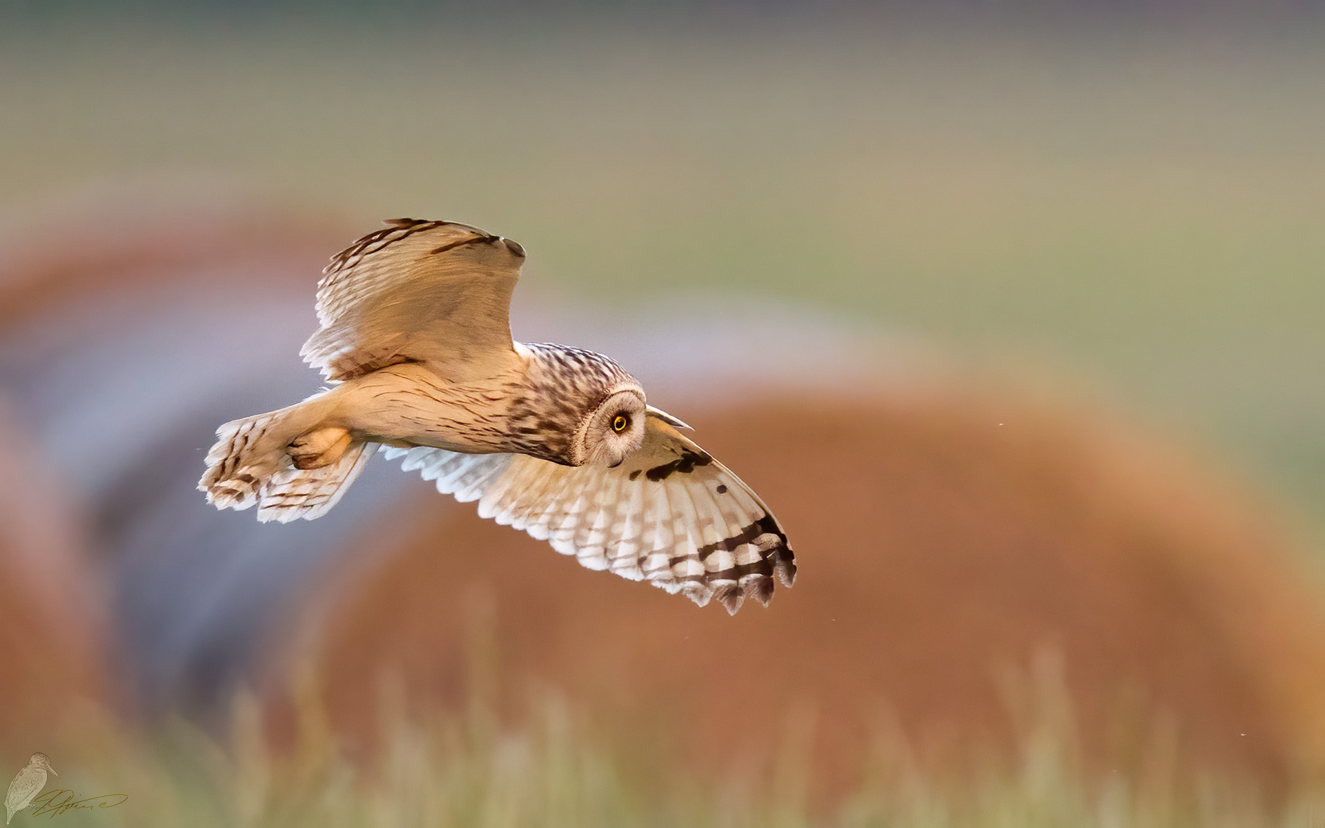 Sumpfohreule bei der Jagd