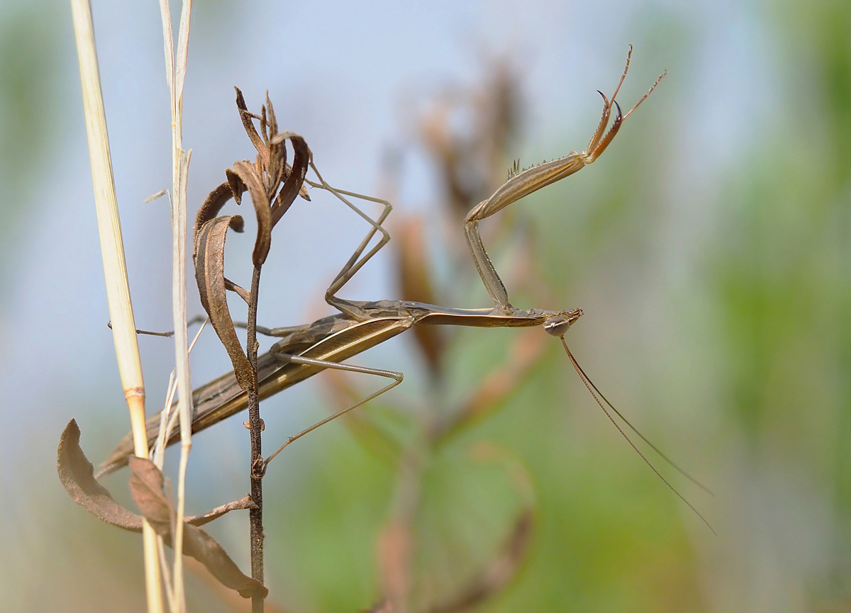 Mantis typisch