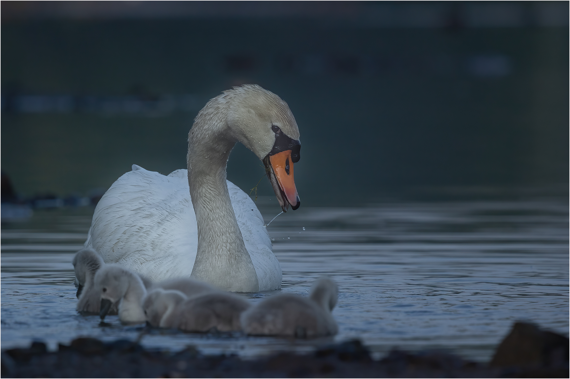 Schwanfamilie