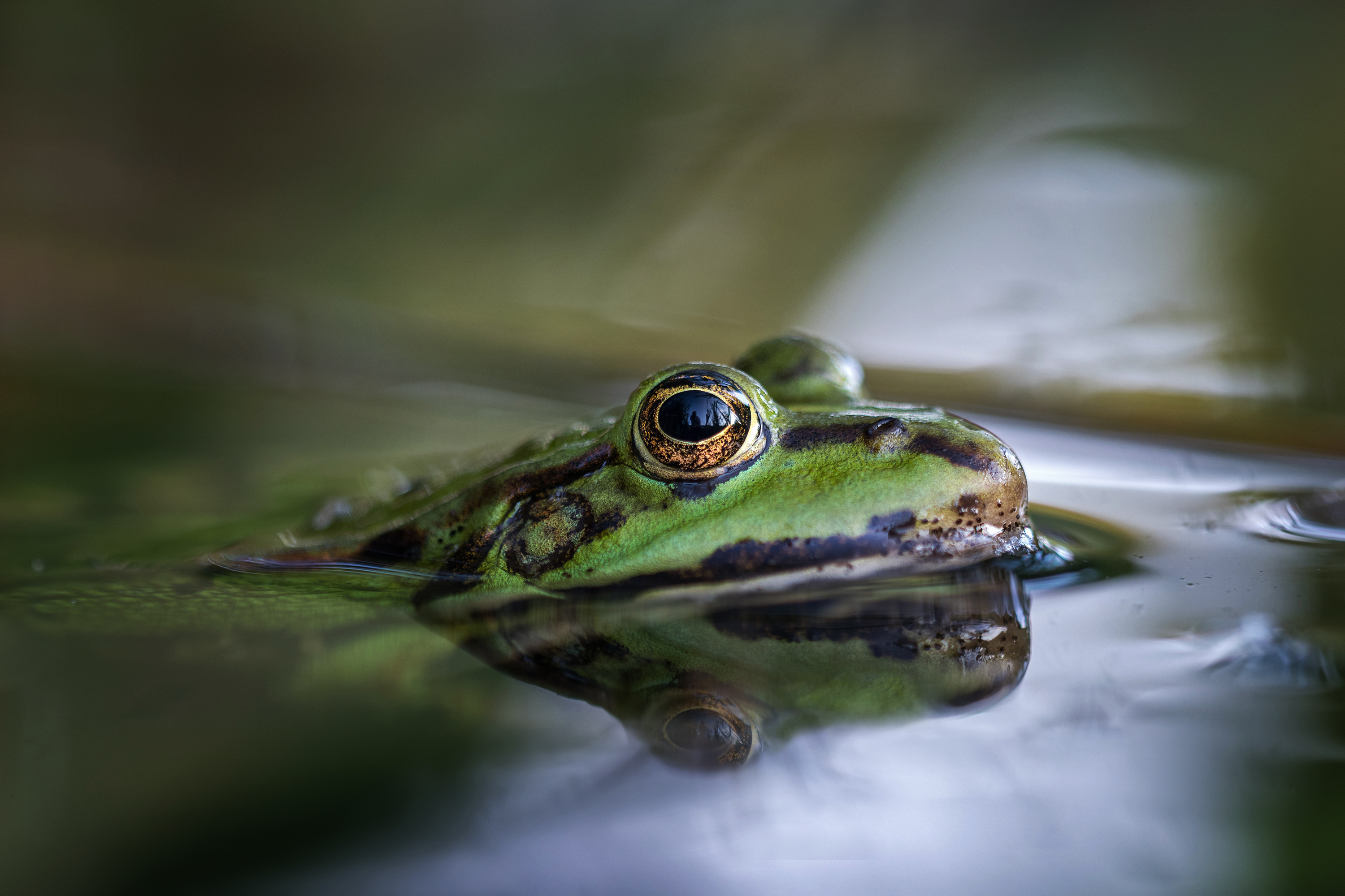 Der Froschkönig