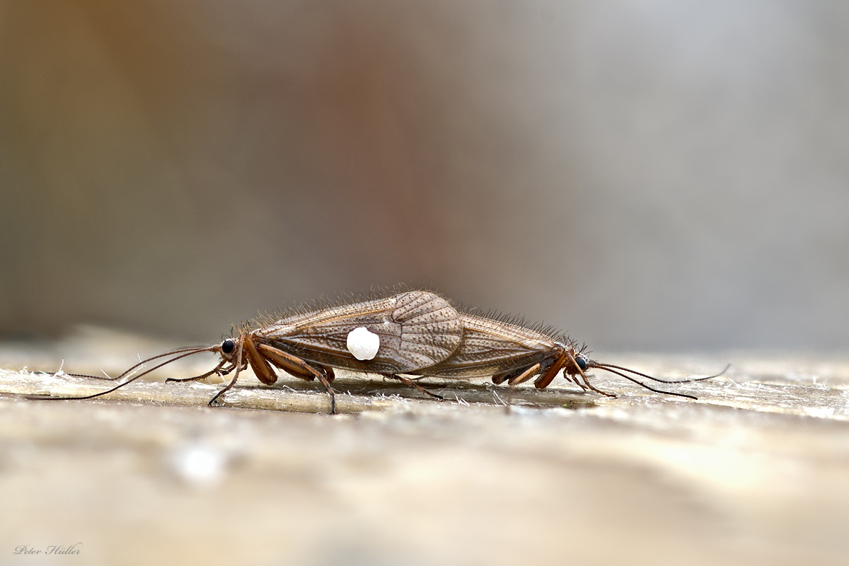 Köcherfliege