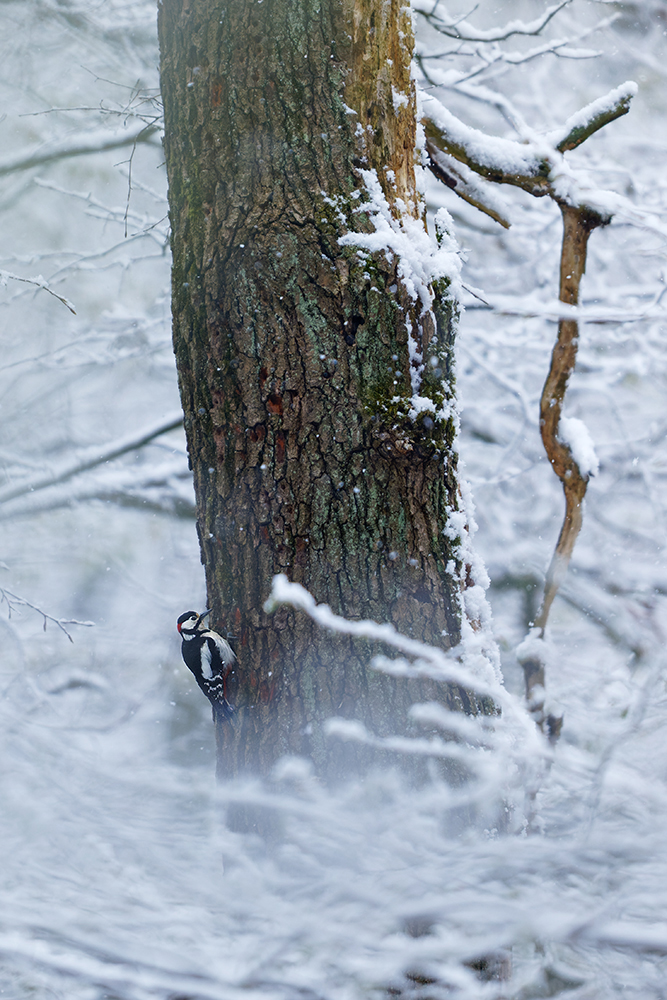 tief im Winterwald