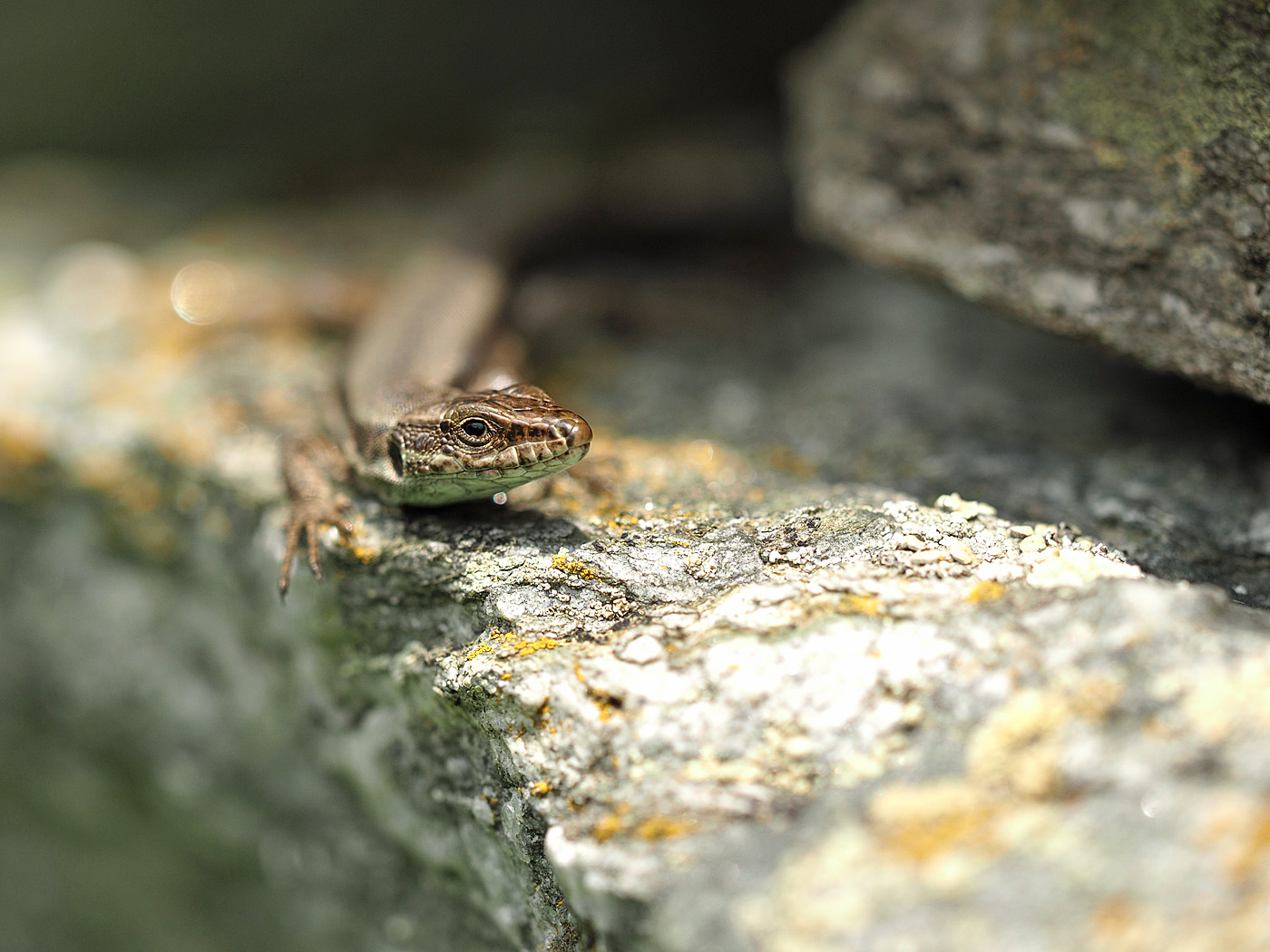 Mauereidechse im Habitat