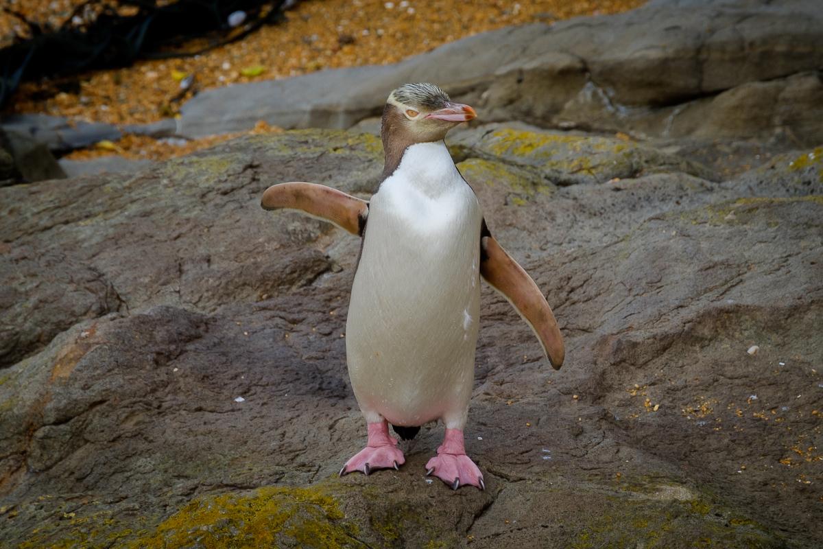 Hoiho oder Yellow- eyed Penguin