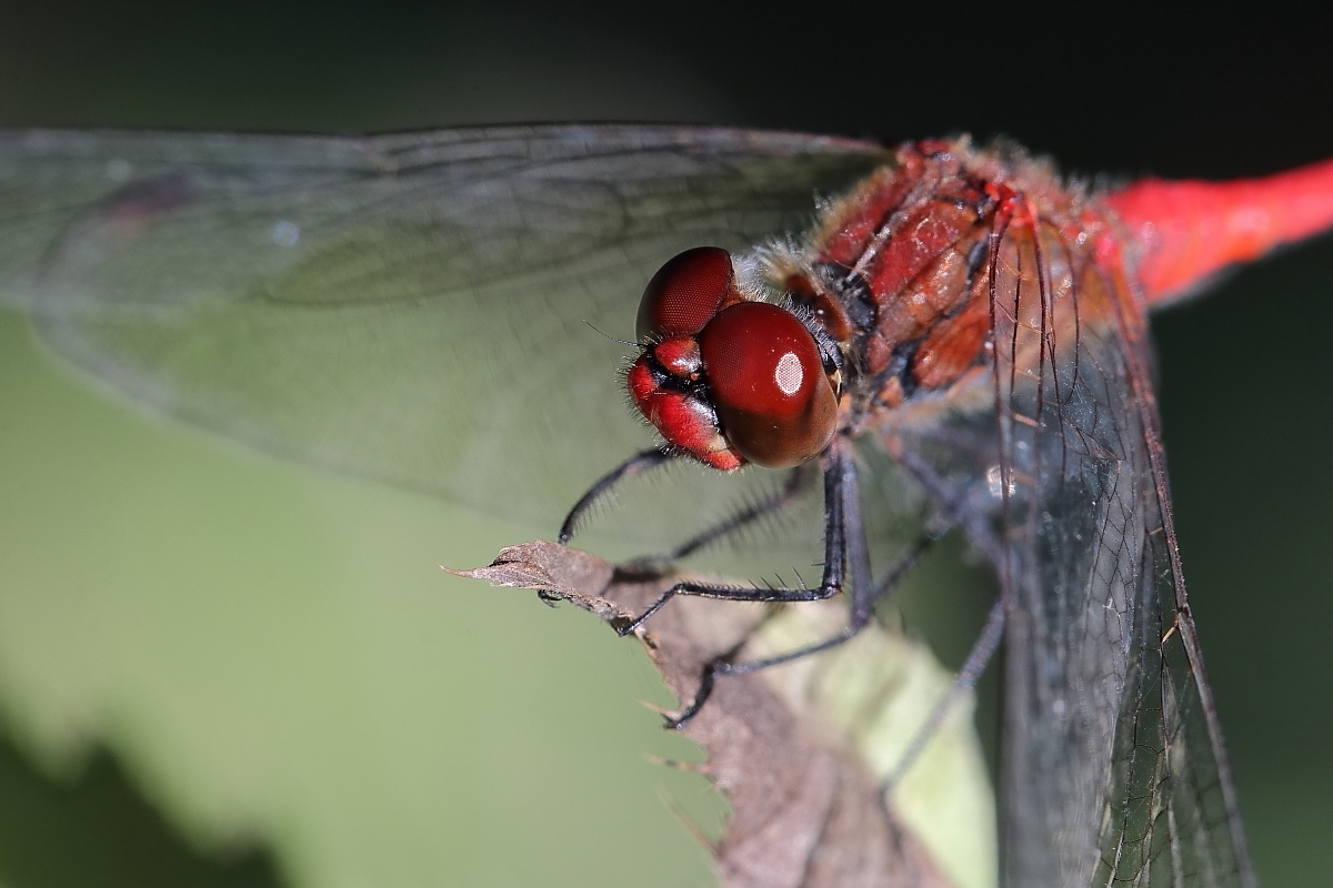 Blutrote mal anders (Forum für Naturfotografen)