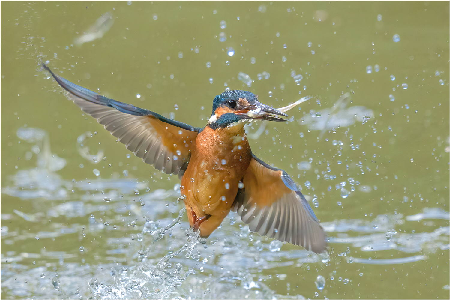 Eisvogel