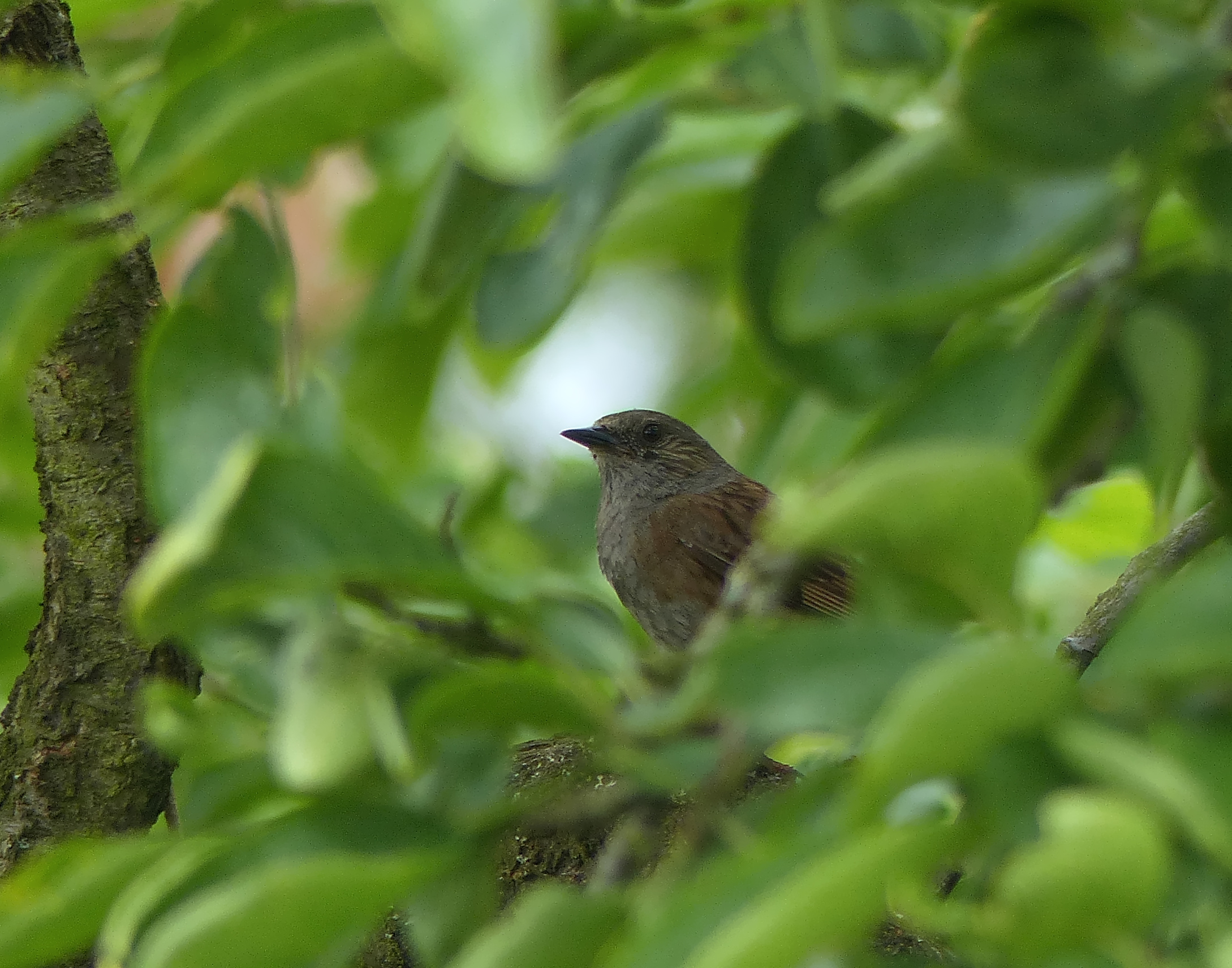 Versteckt und heimlich