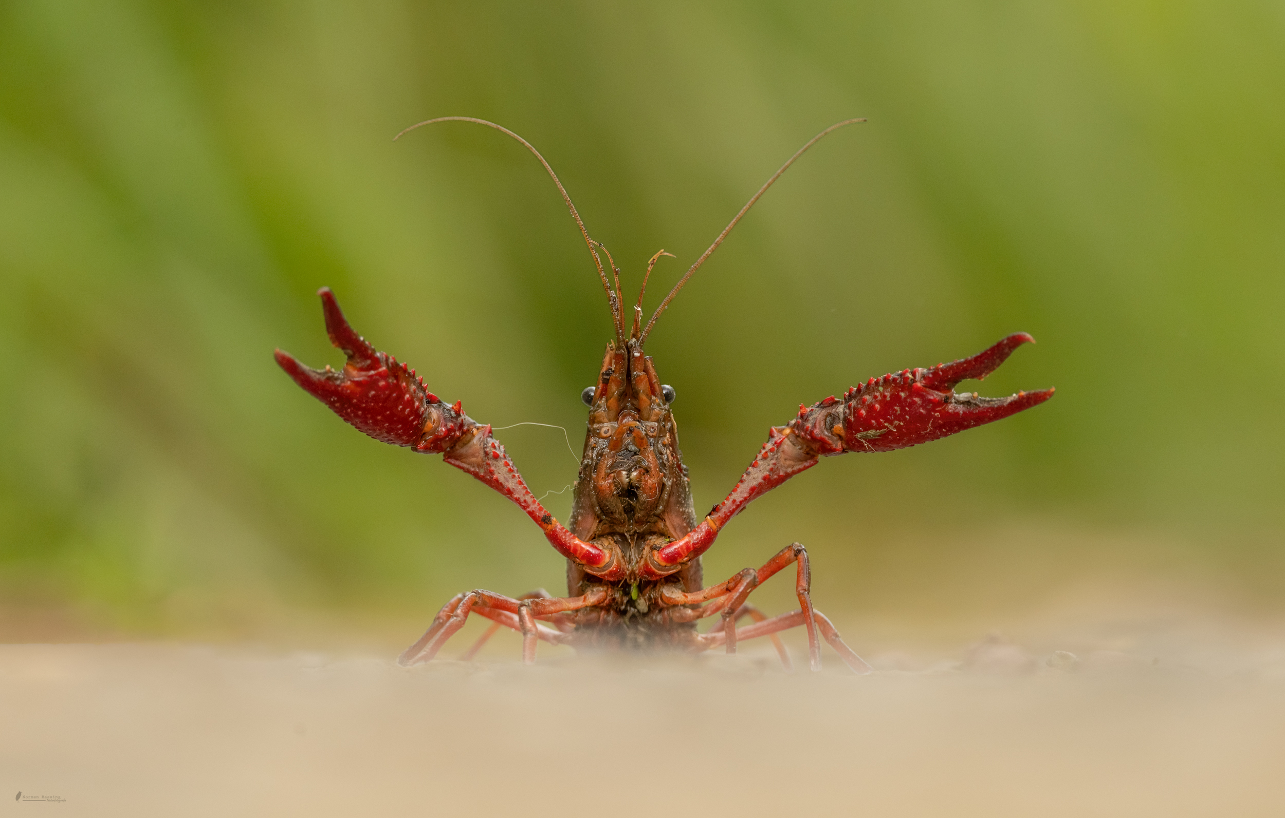 Roter Amerikanischer Sumpfkrebs die zweite (Forum für Naturfotografen)