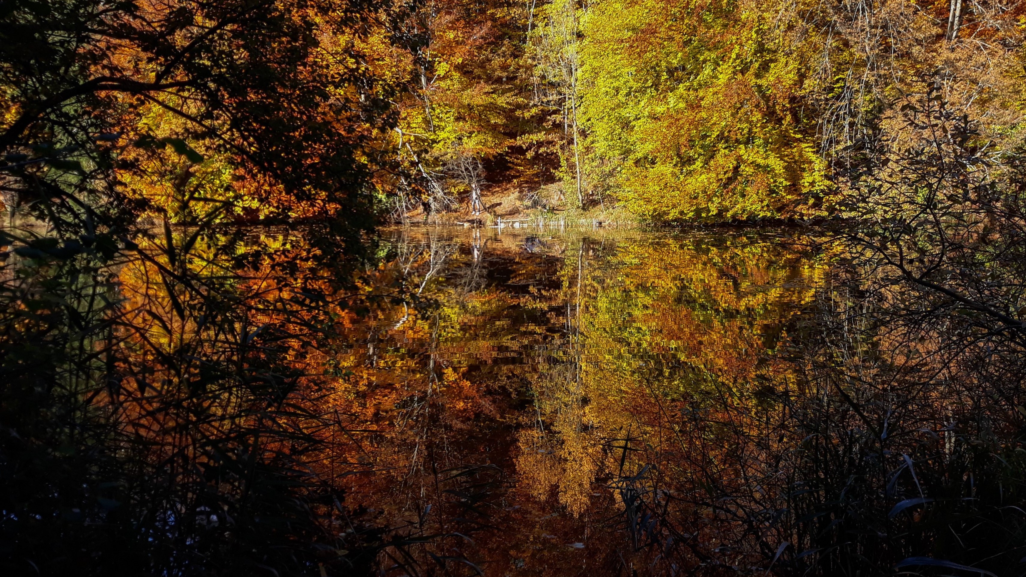 Ein Weiher im Herbstwald