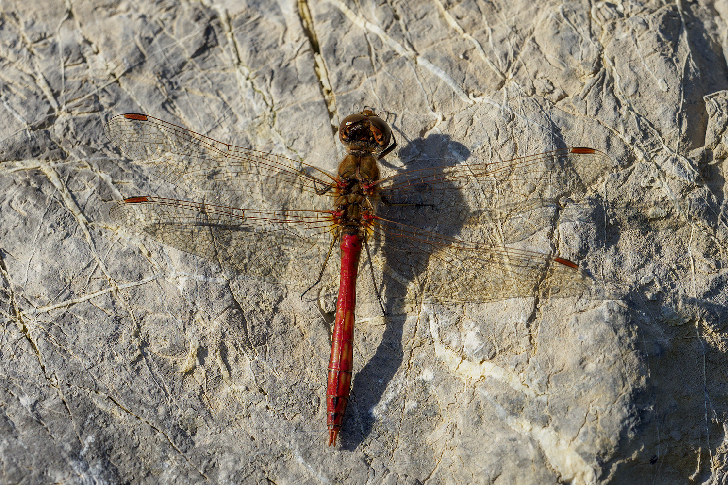 Schatten seiner selbst