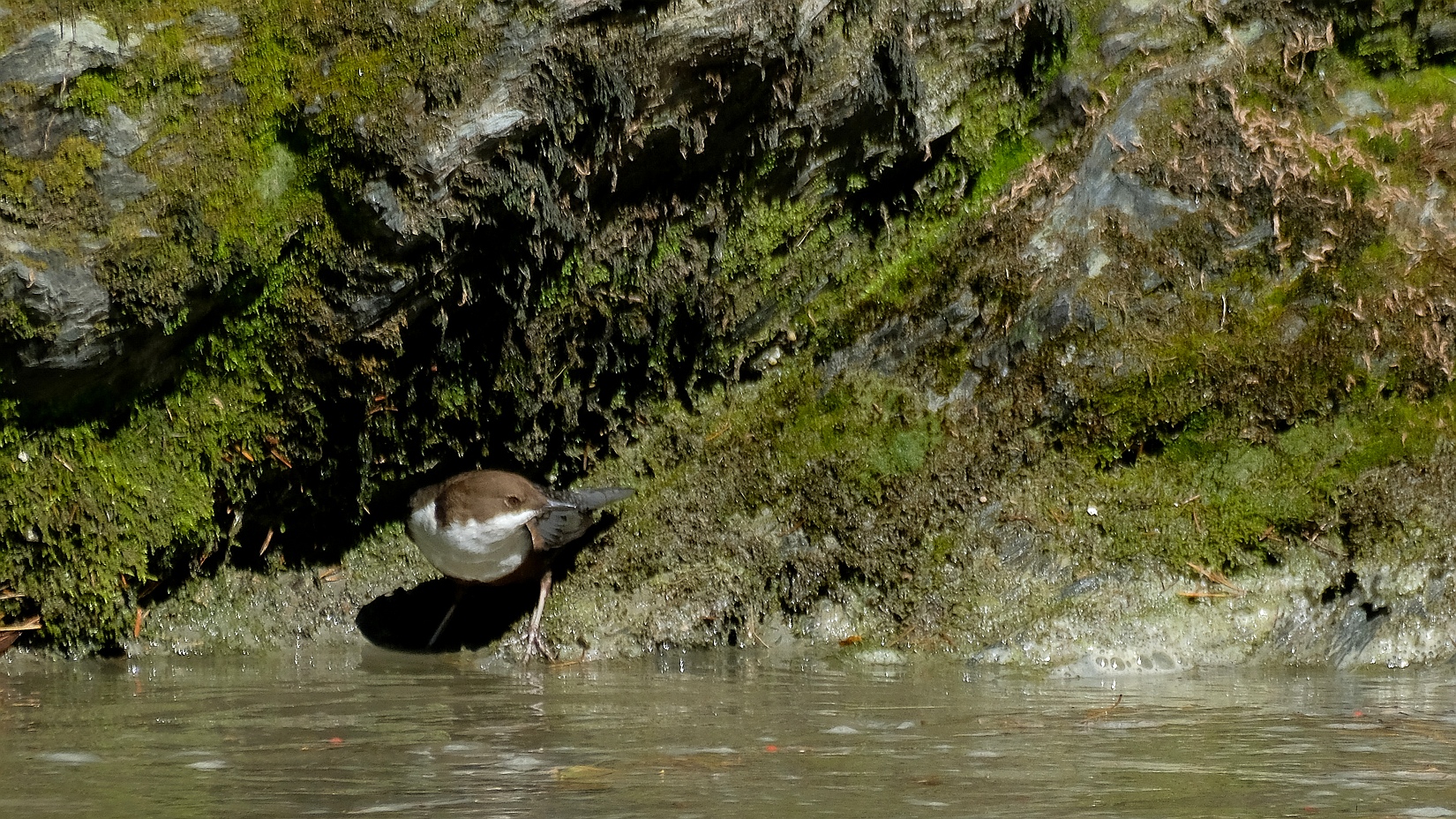 Wasseramsel