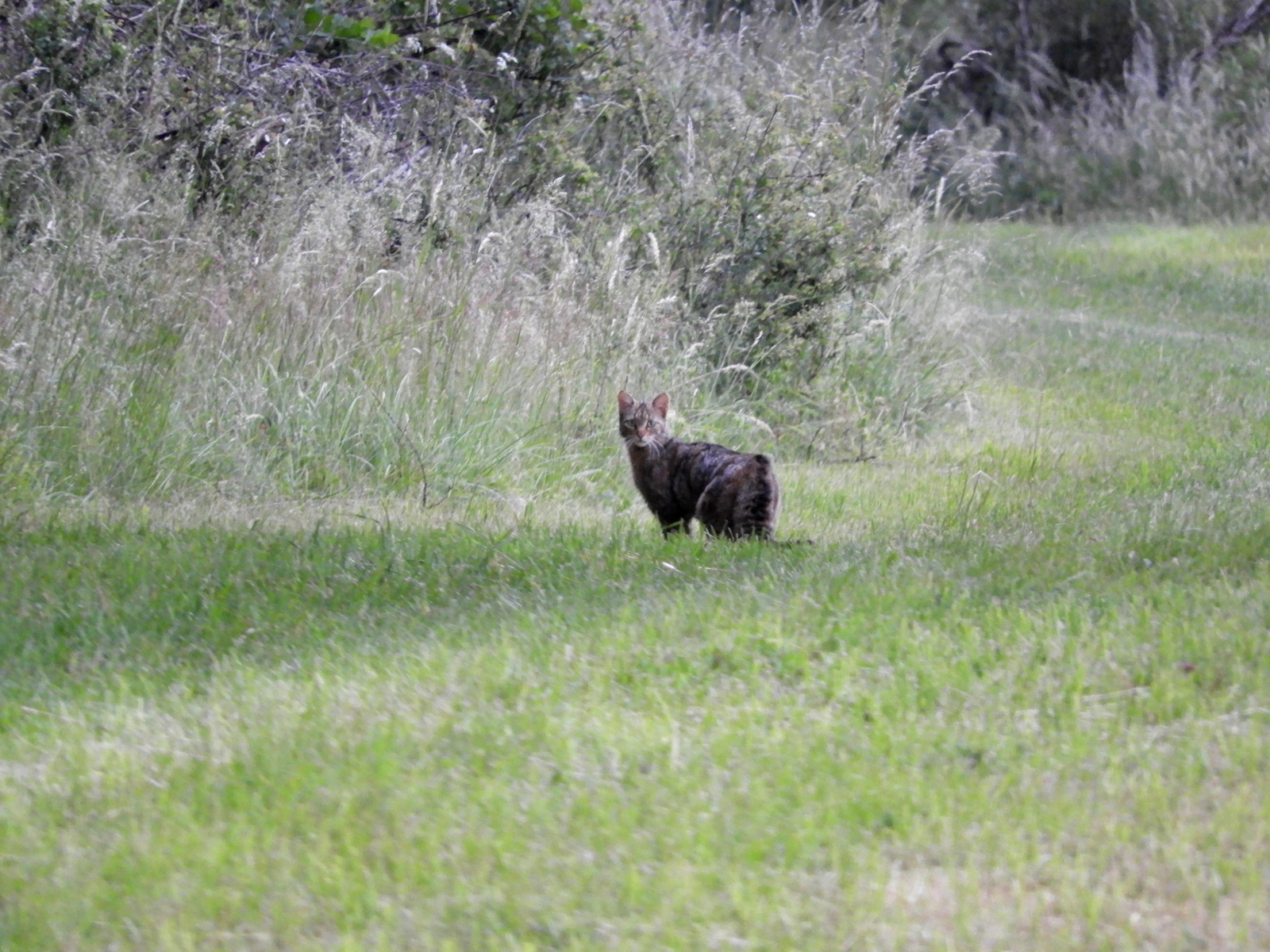 Wildkatze ?