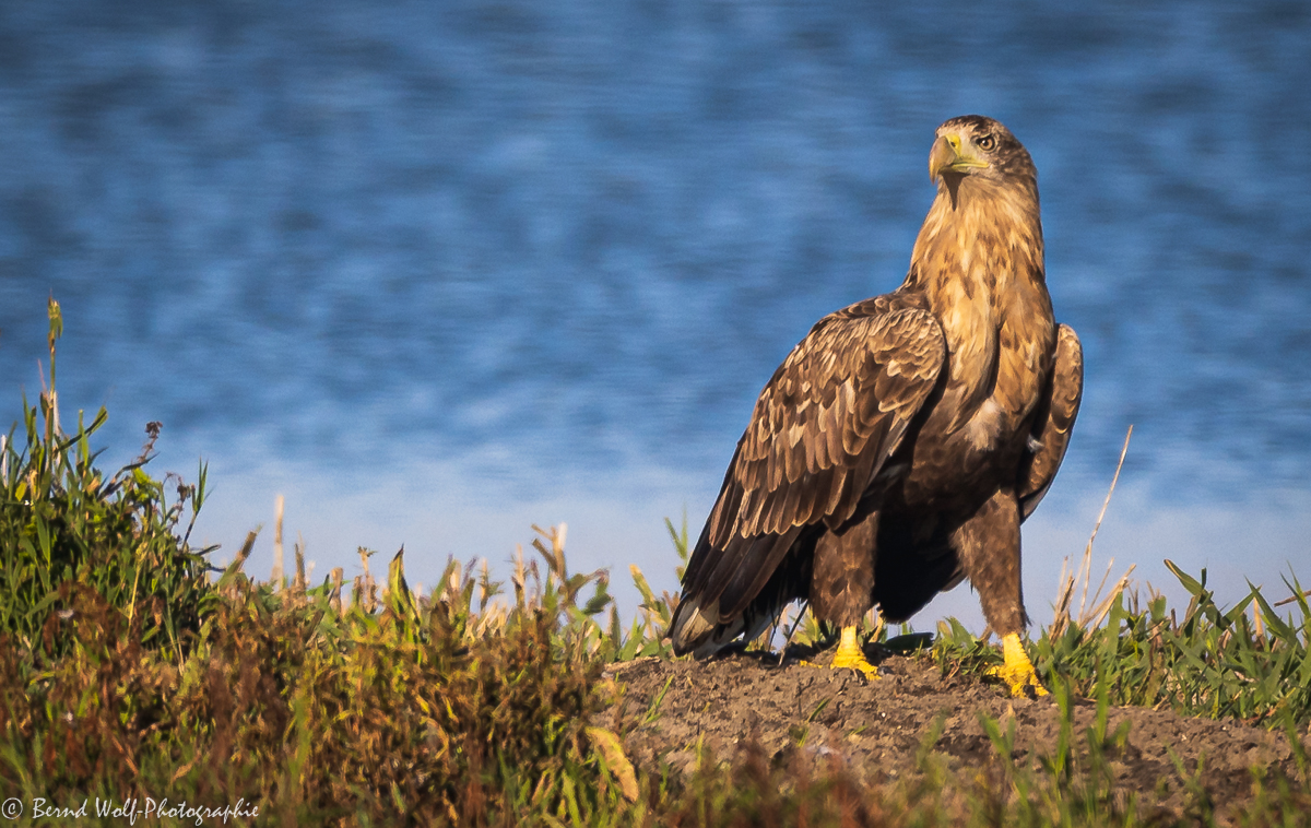 Seeadler im Koog