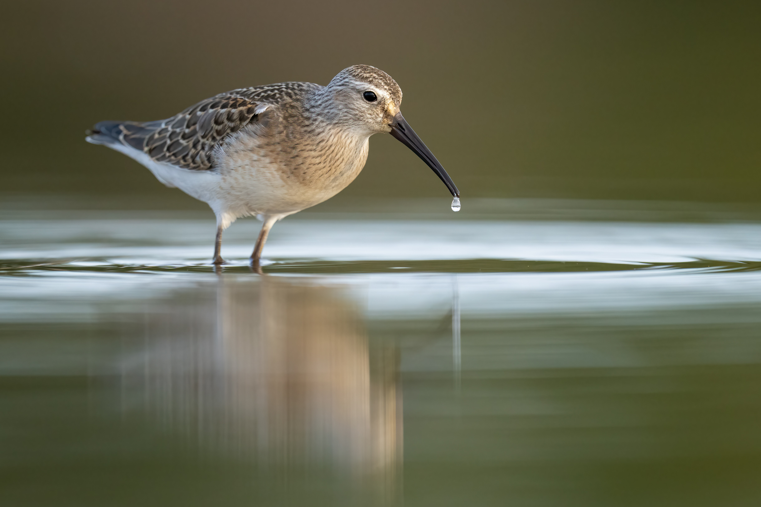 Sichelstrandläufer im Flachwasser