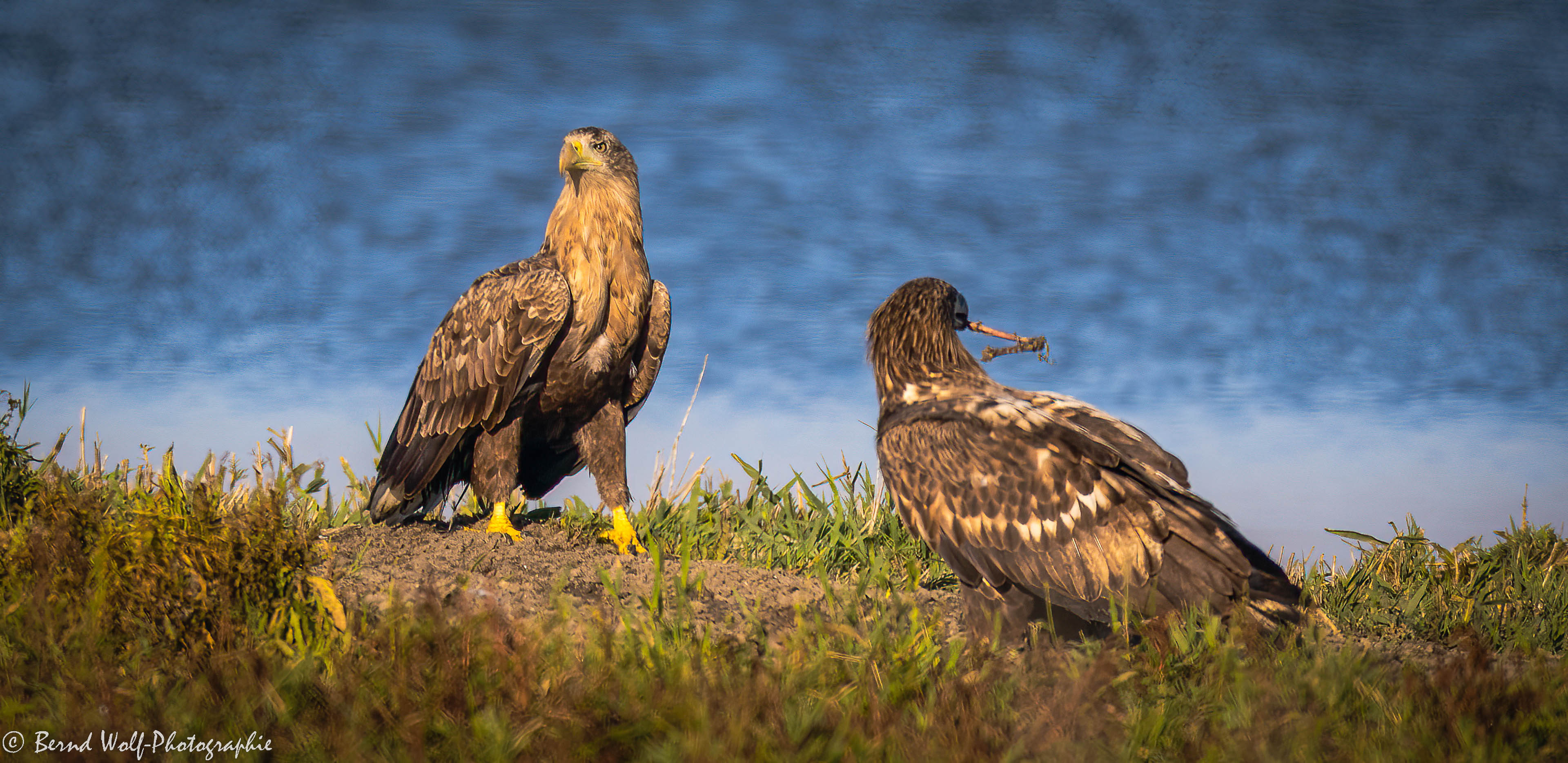 Seeadler trifft Seeadler