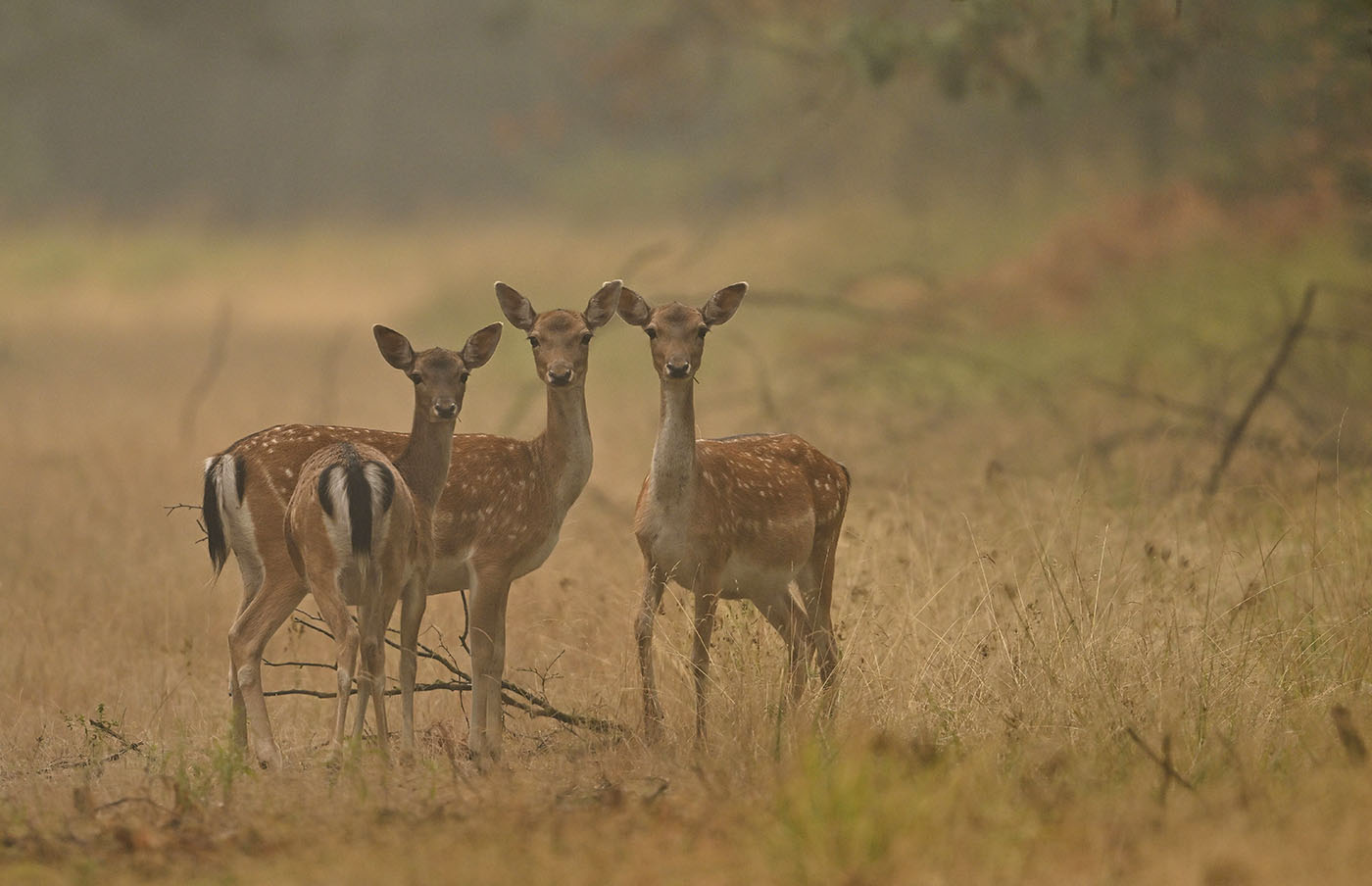 Die Damen (Forum für Naturfotografen)