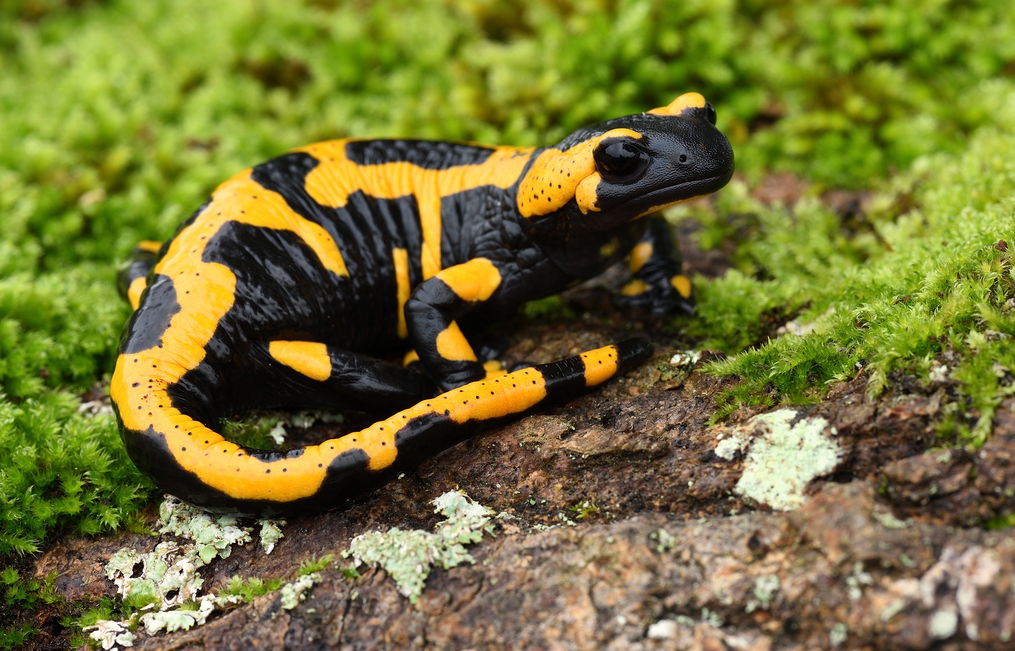 Feuersalamander