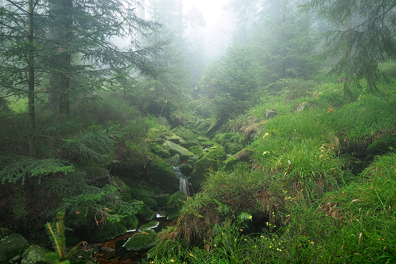 Im herbstlichen Nebel
