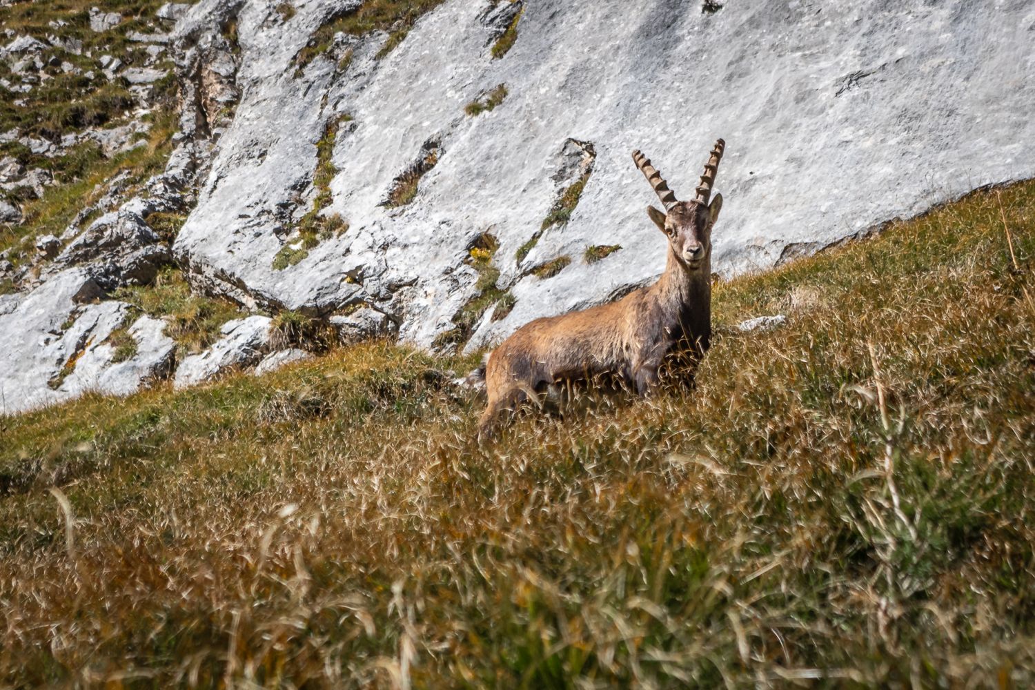 Steinbock | Capra Ibex