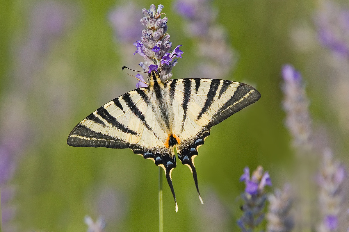 Lavendel-Liebhaber