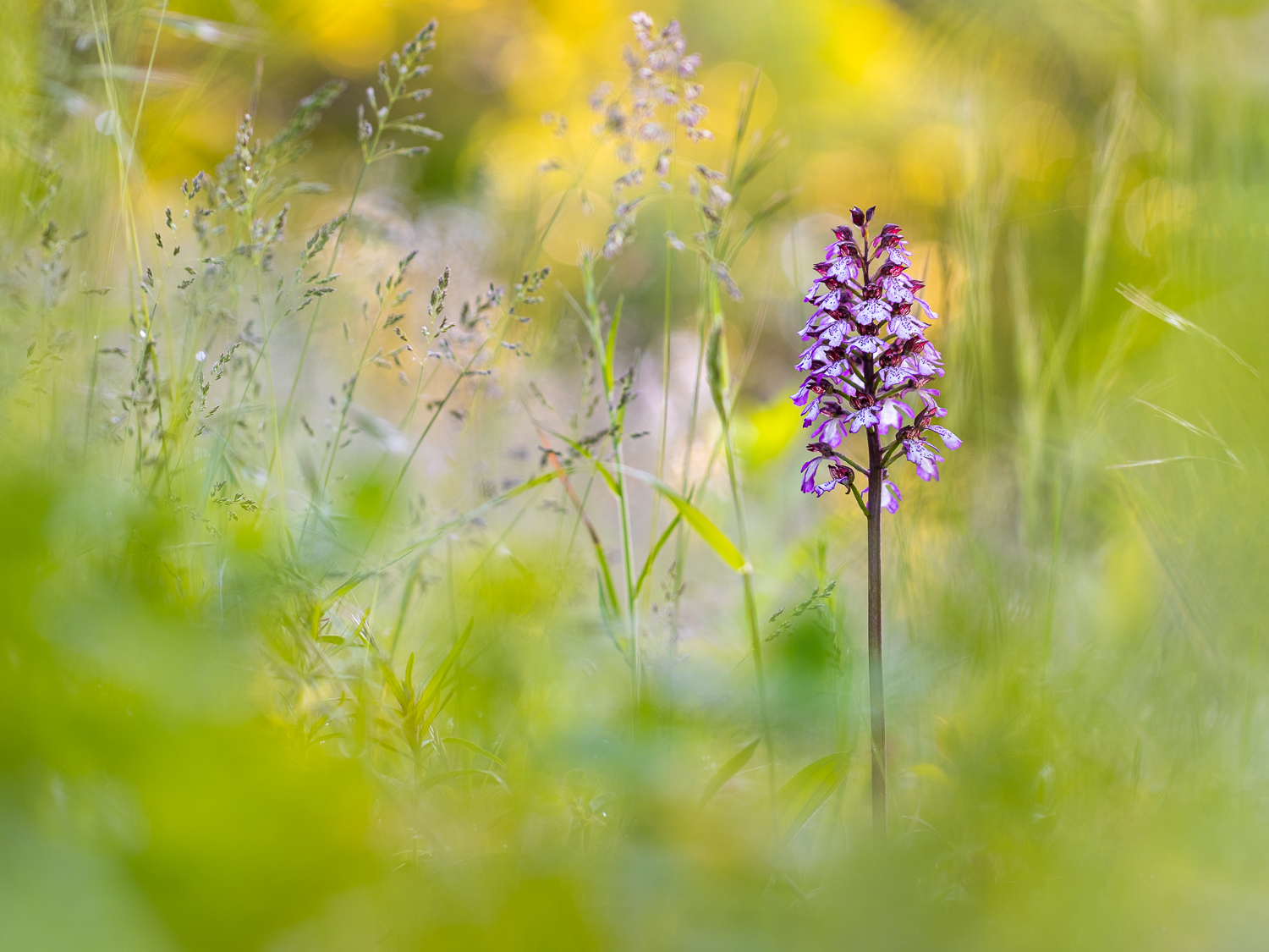 Als es Frühling war