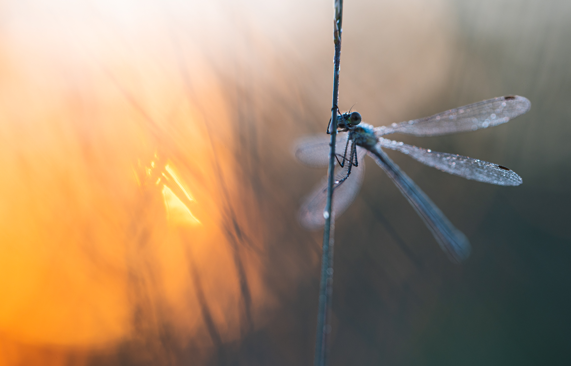 ____im Morgenlicht_____