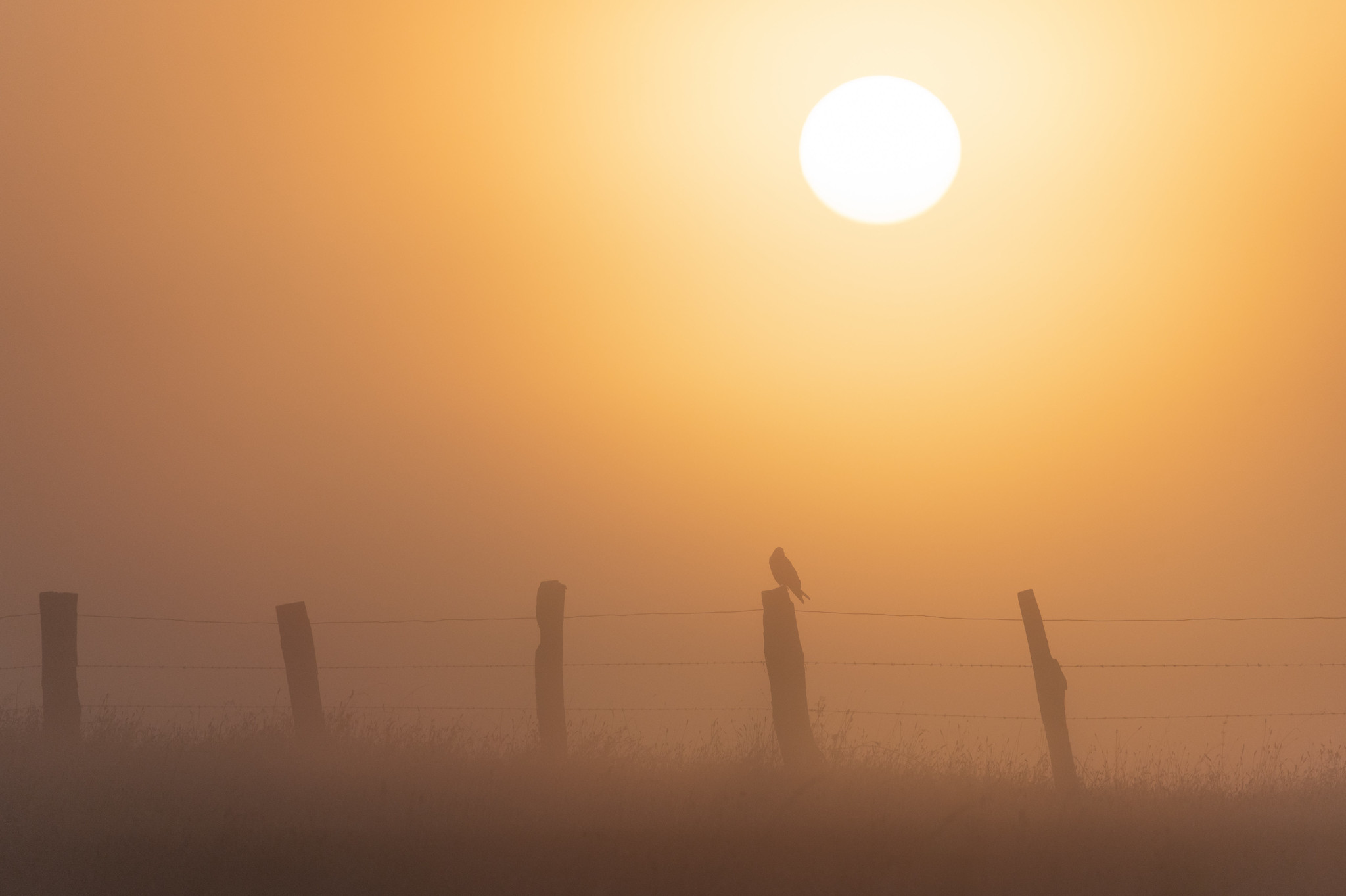Sonnenanbeter